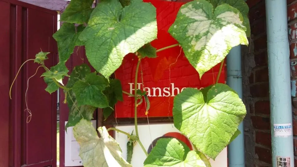 Quiet street view in Hans House