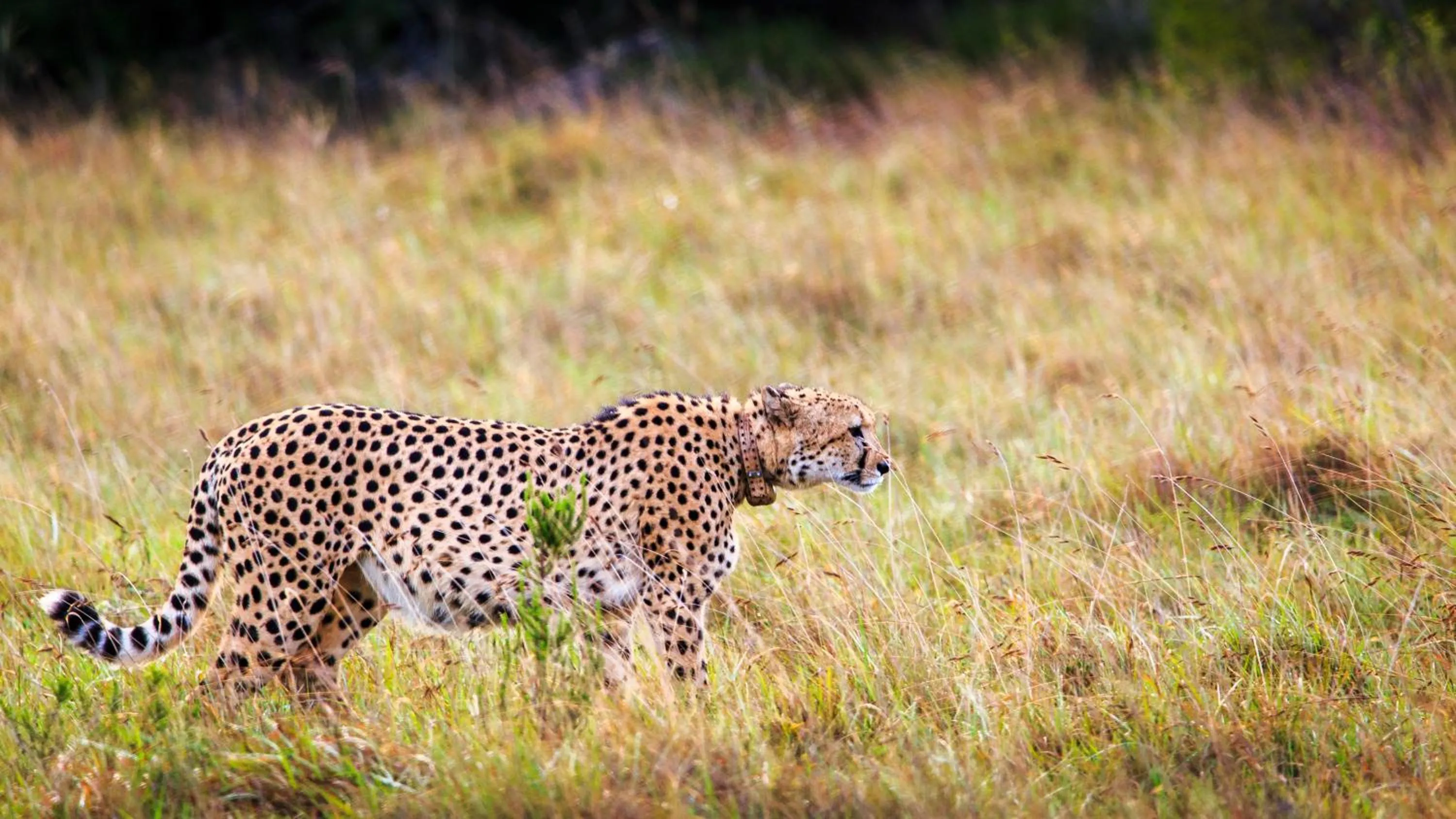 Animals in Bukela Game Lodge - Amakhala Game Reserve