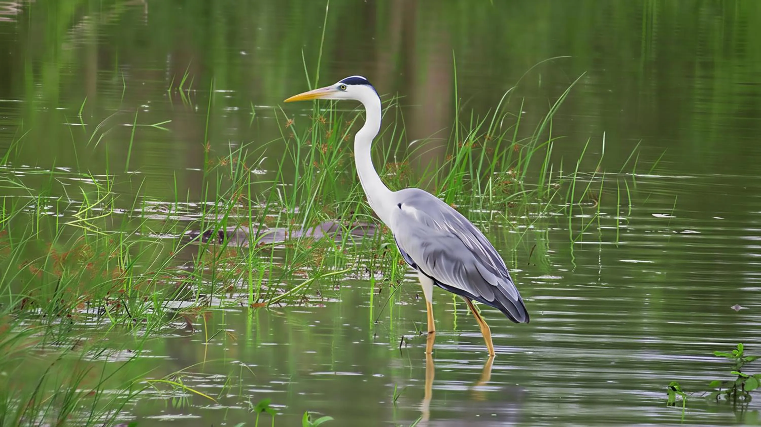 Natural landscape in Waterland