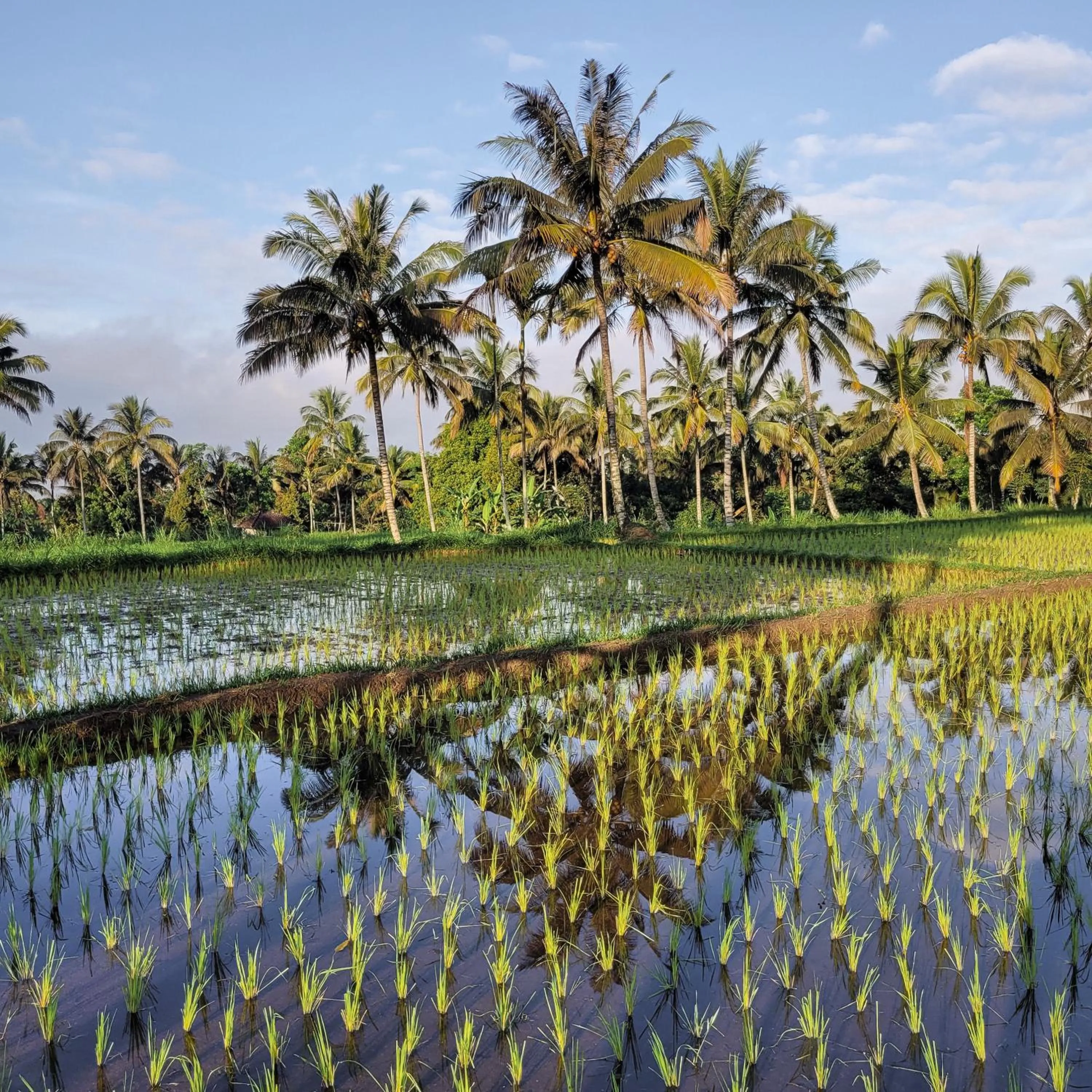 Natural landscape in Les Rizieres Lombok