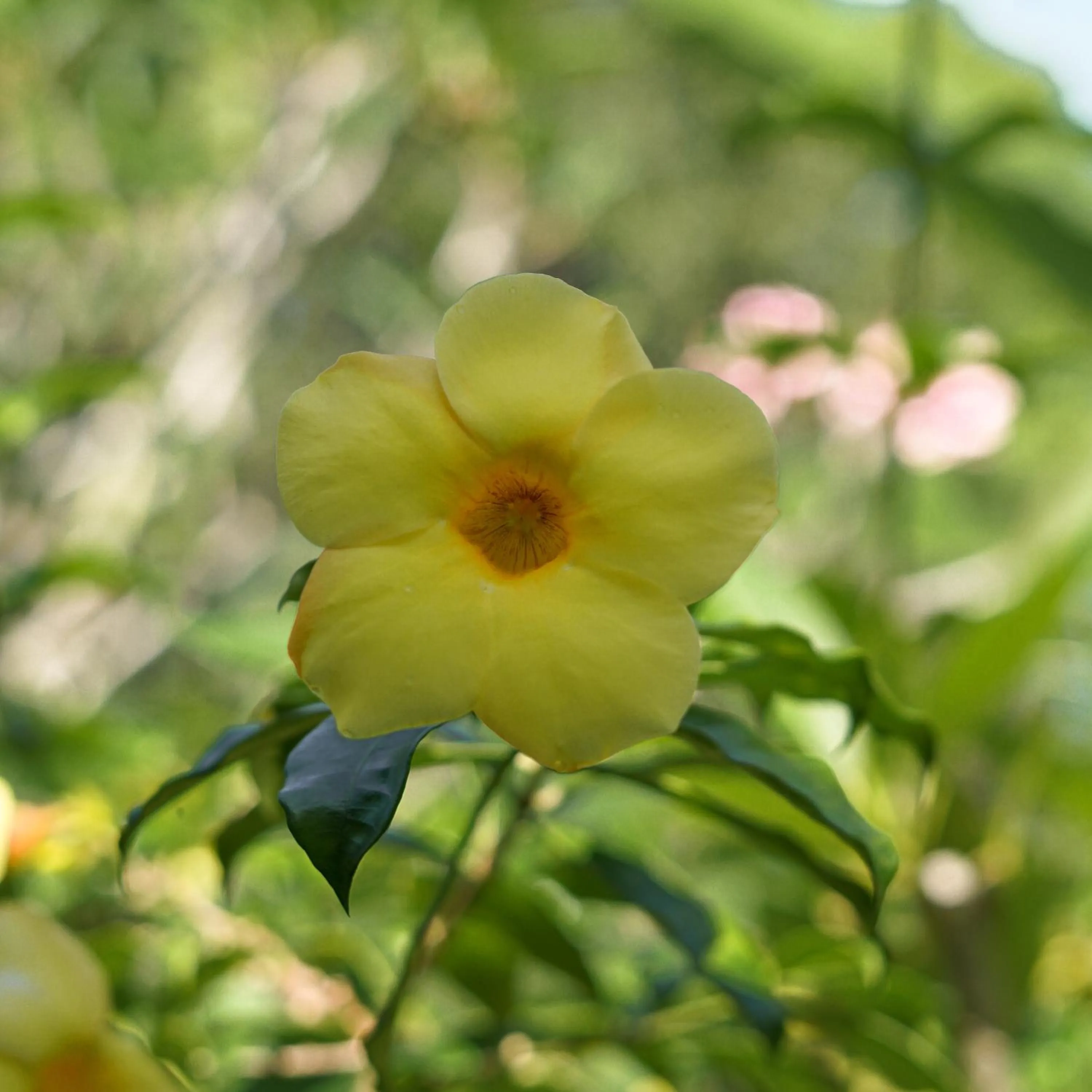 Garden in Les Rizieres Lombok