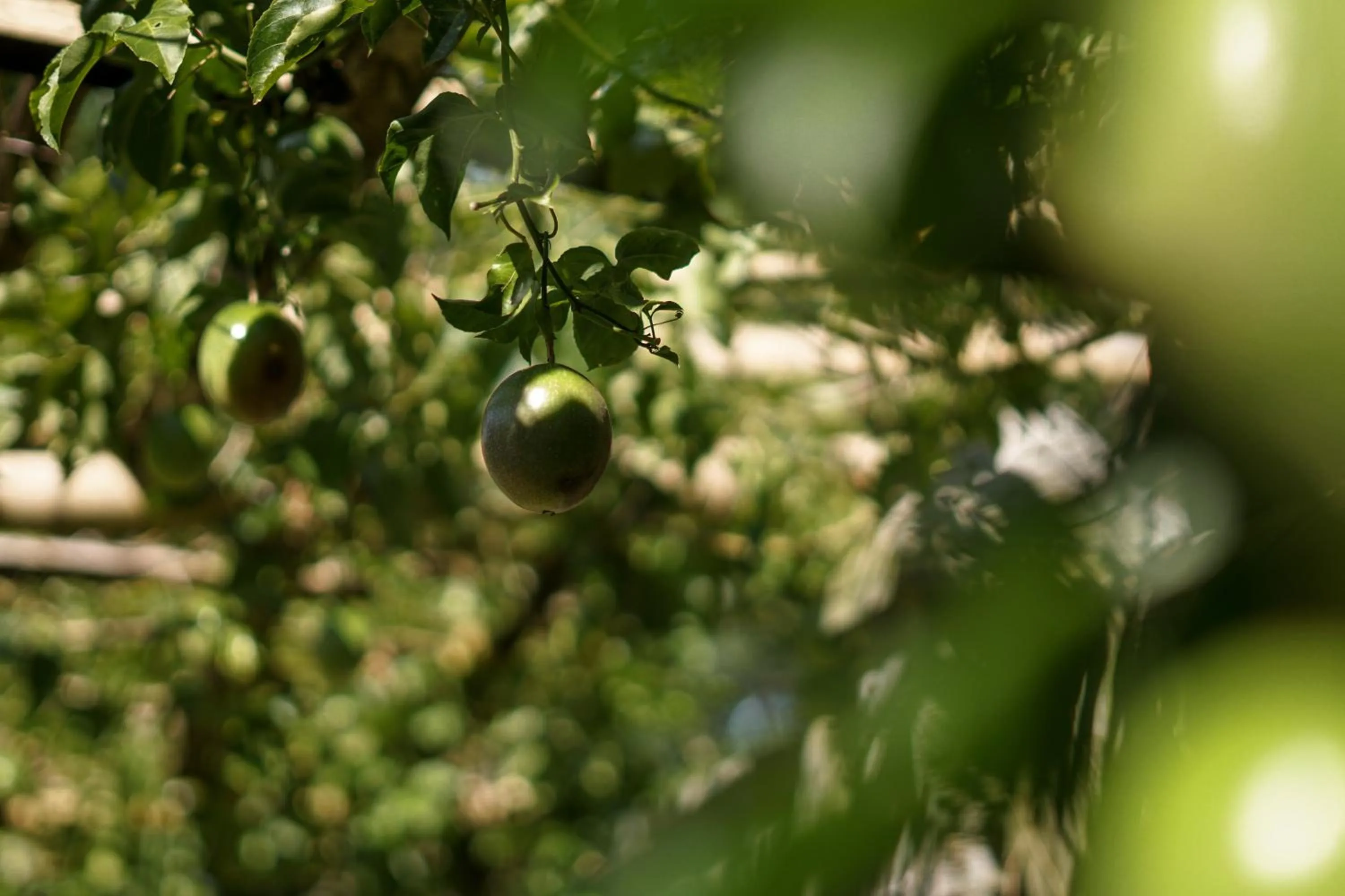 Garden in Les Rizieres Lombok