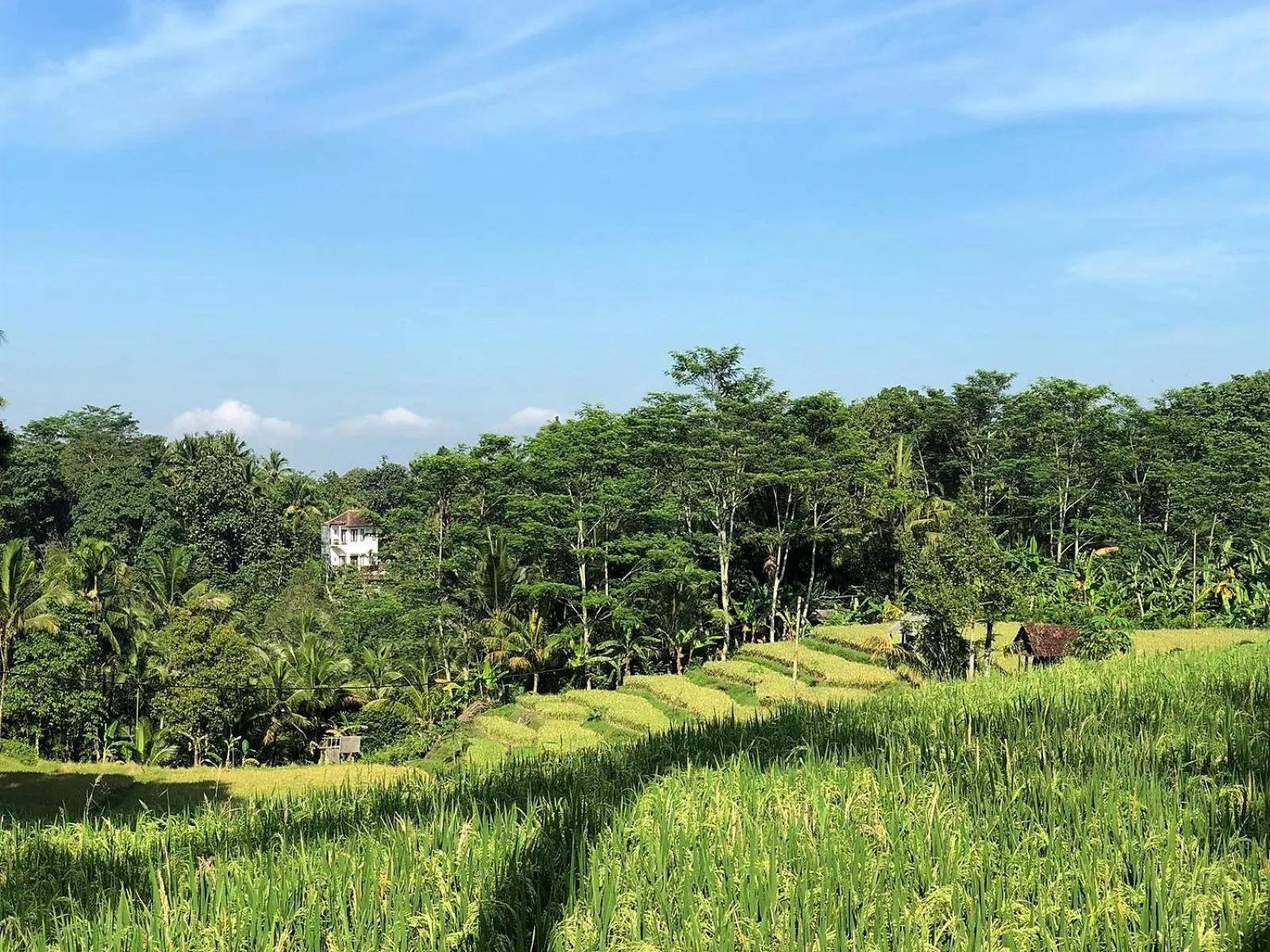 Garden in Astana Swaha Villa