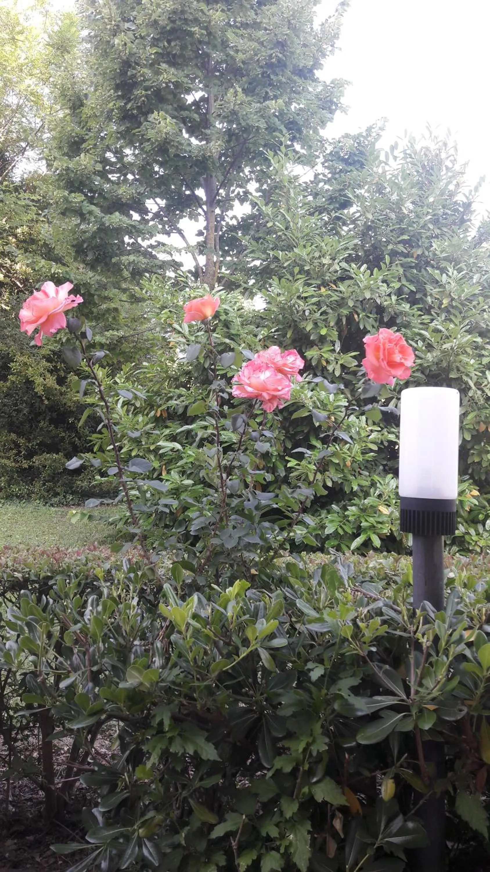 Garden view in Hotel Parigi