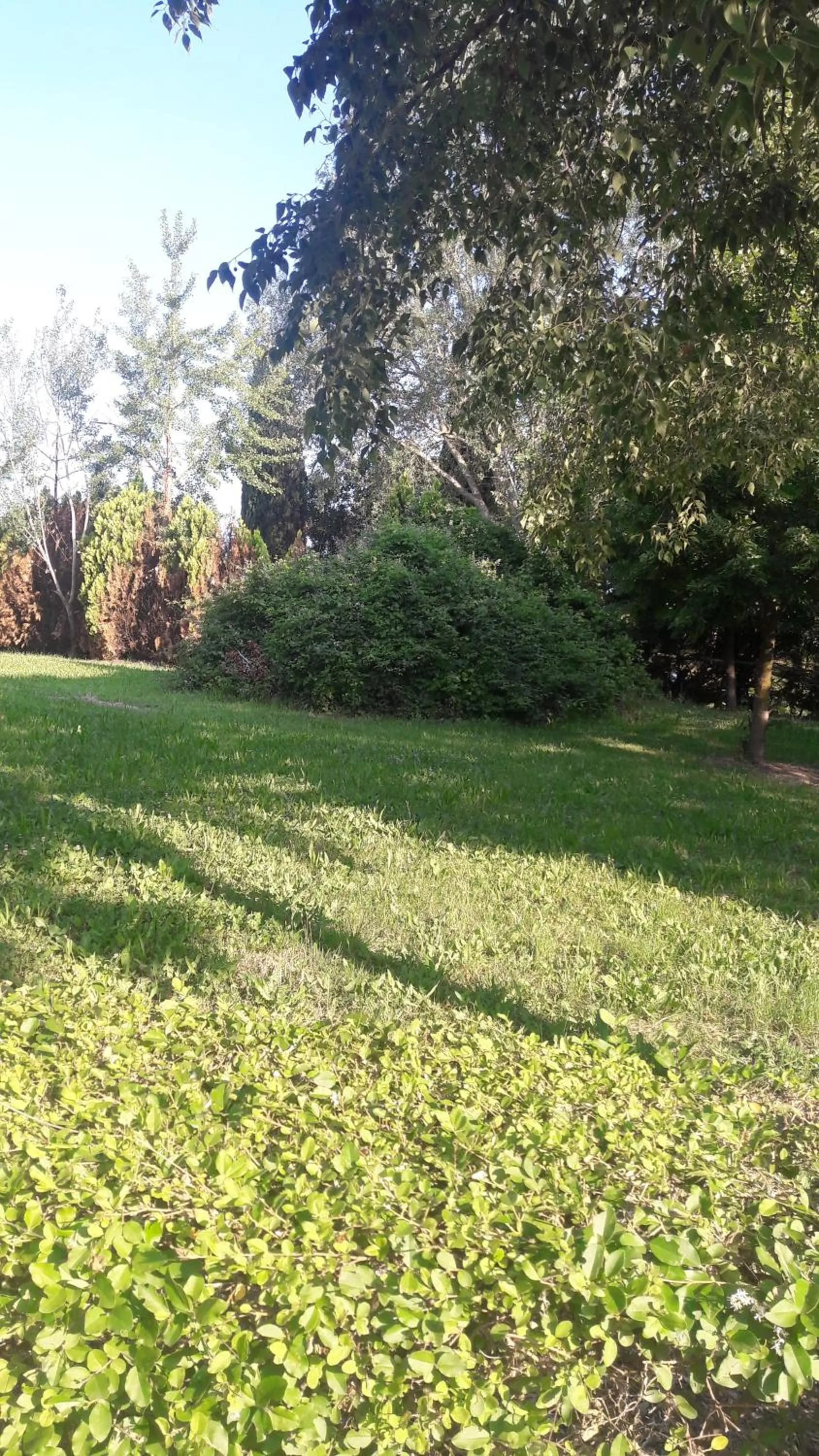 Garden in Hotel Parigi