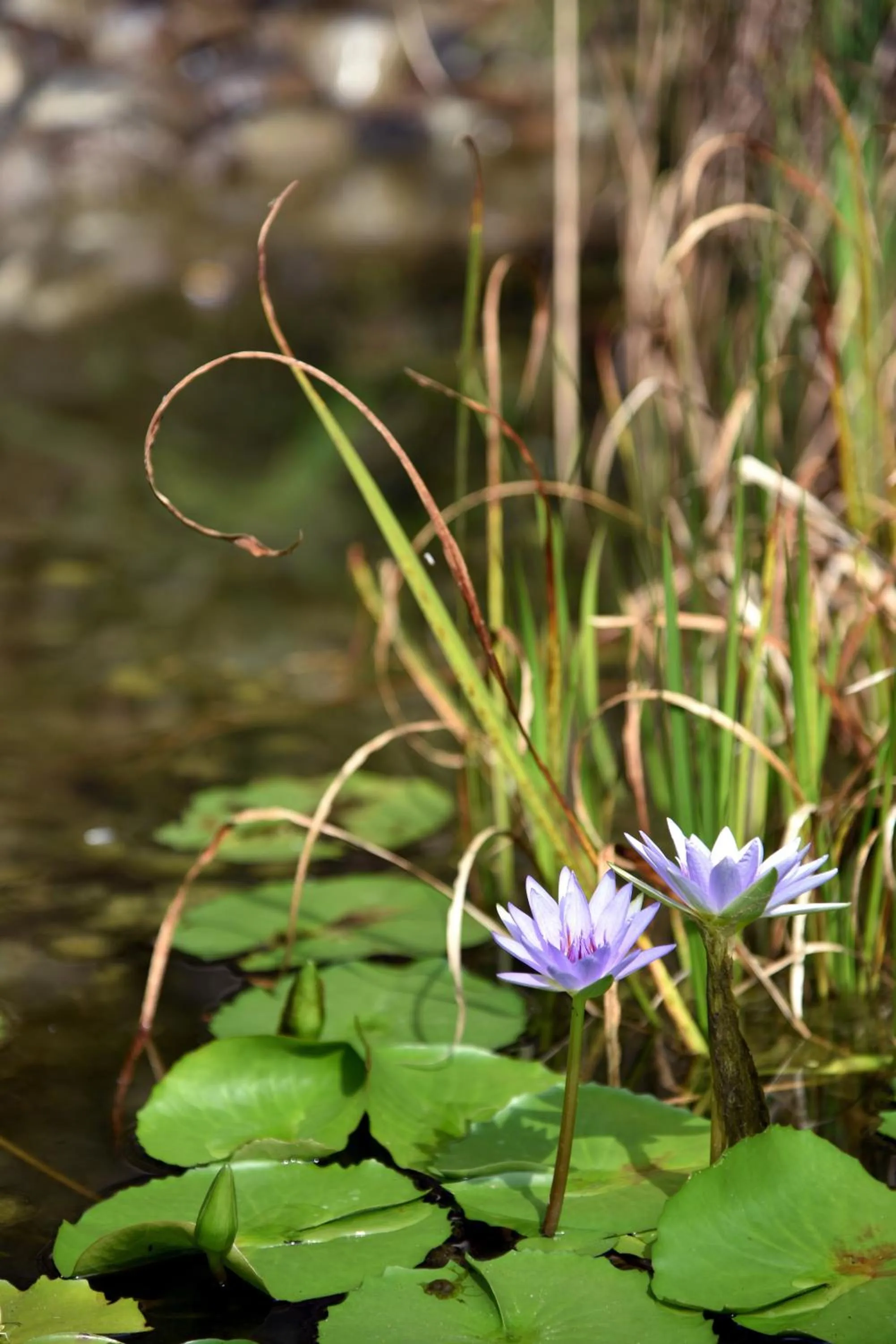 View (from property/room) in Sun Moon Lake Bamboo Rock Garden