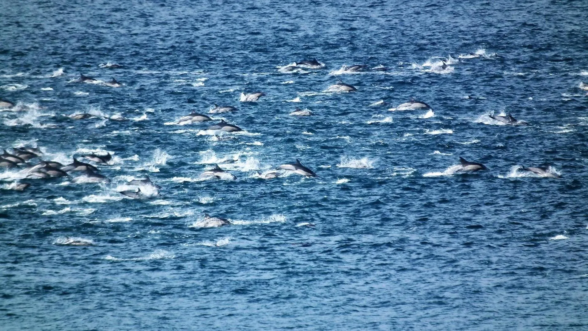 Animals in Misty Waves Boutique Hotel