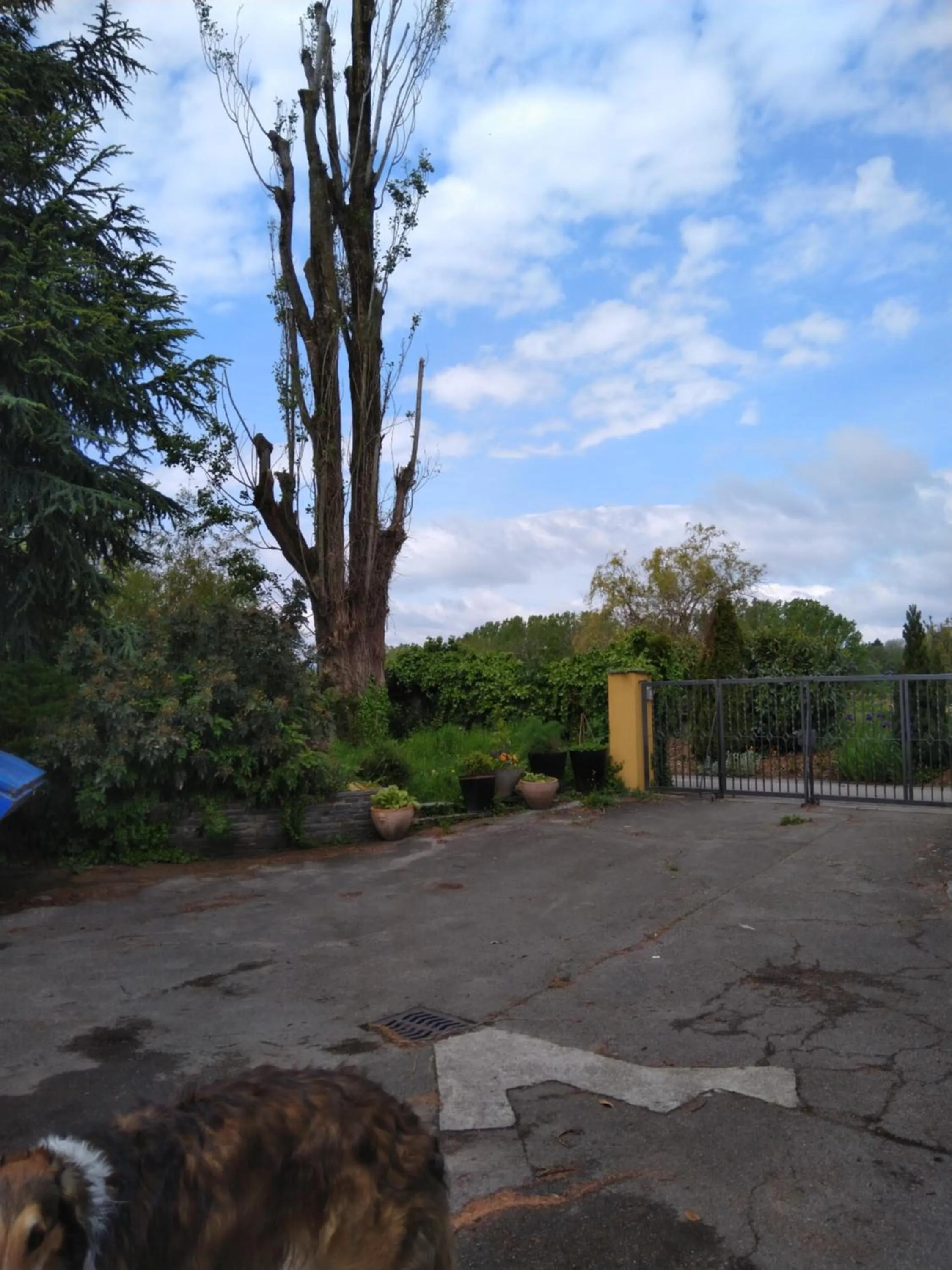Facade/entrance in Swiss Borzoi House