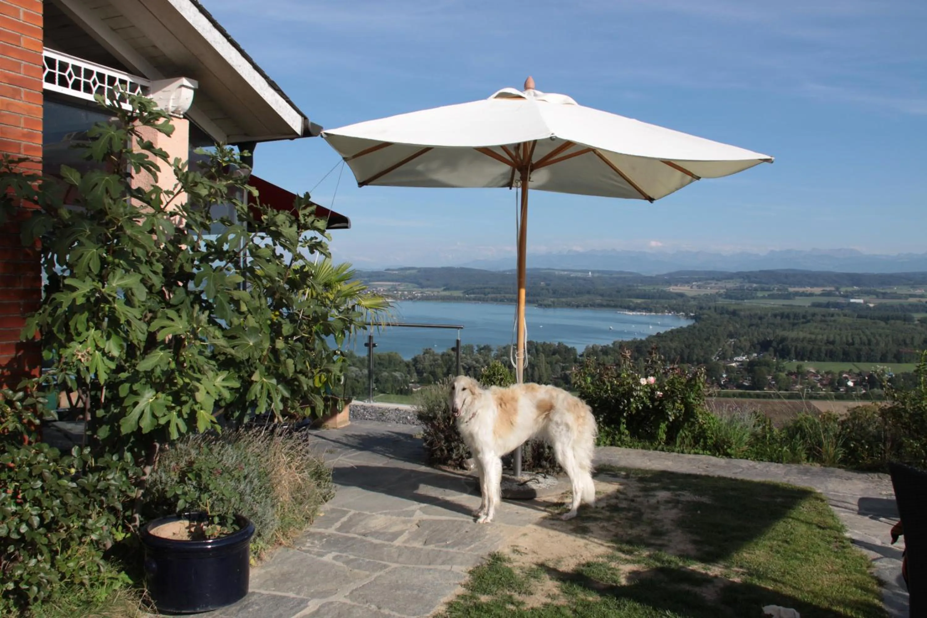 Summer in Swiss Borzoi House
