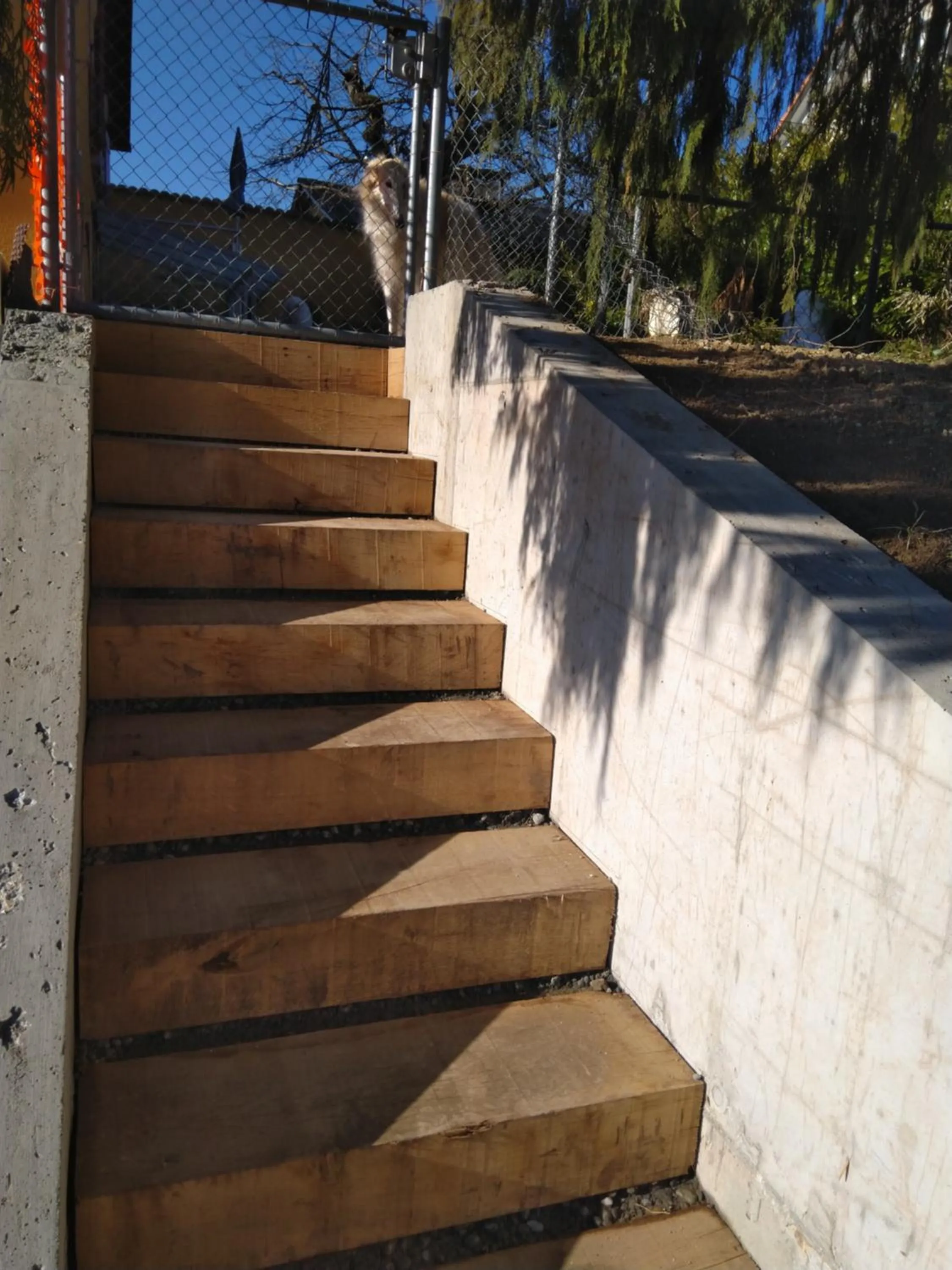 Patio in Swiss Borzoi House