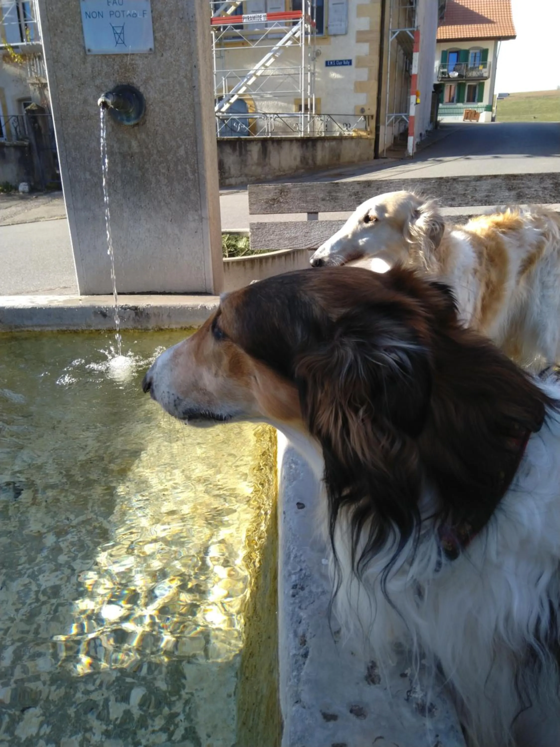 Off site in Swiss Borzoi House