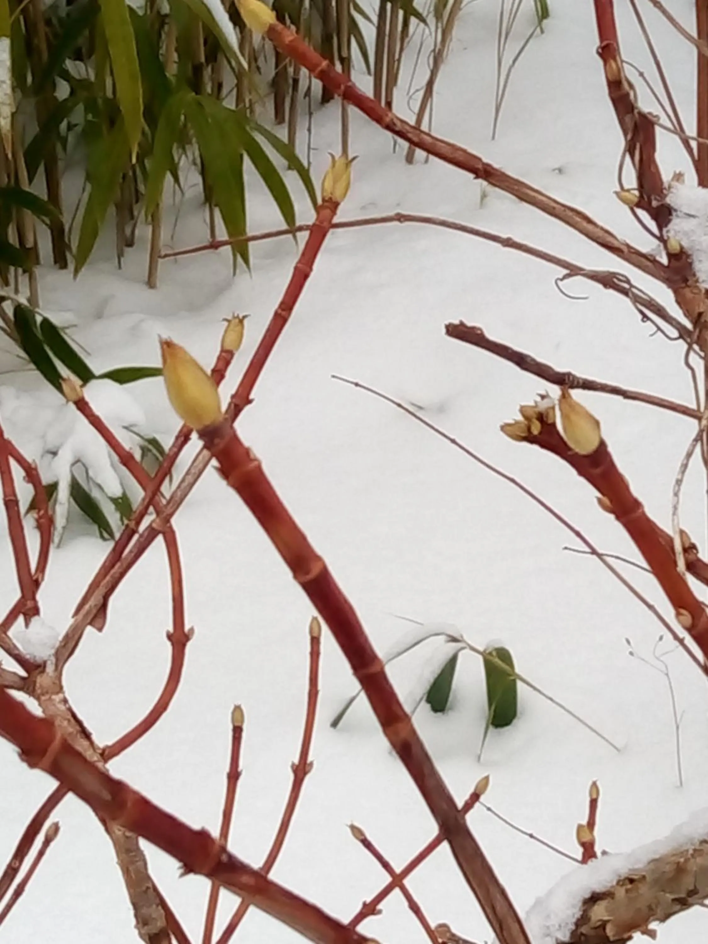Winter in Swiss Borzoi House