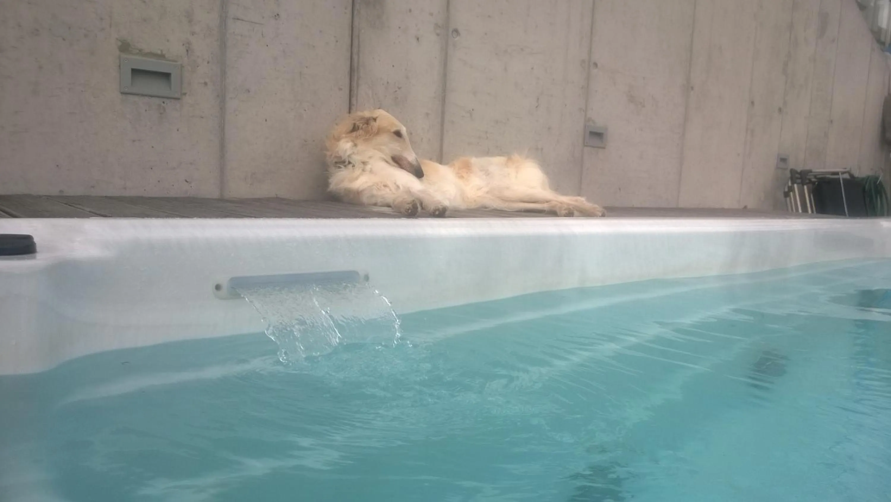 Spring in Swiss Borzoi House