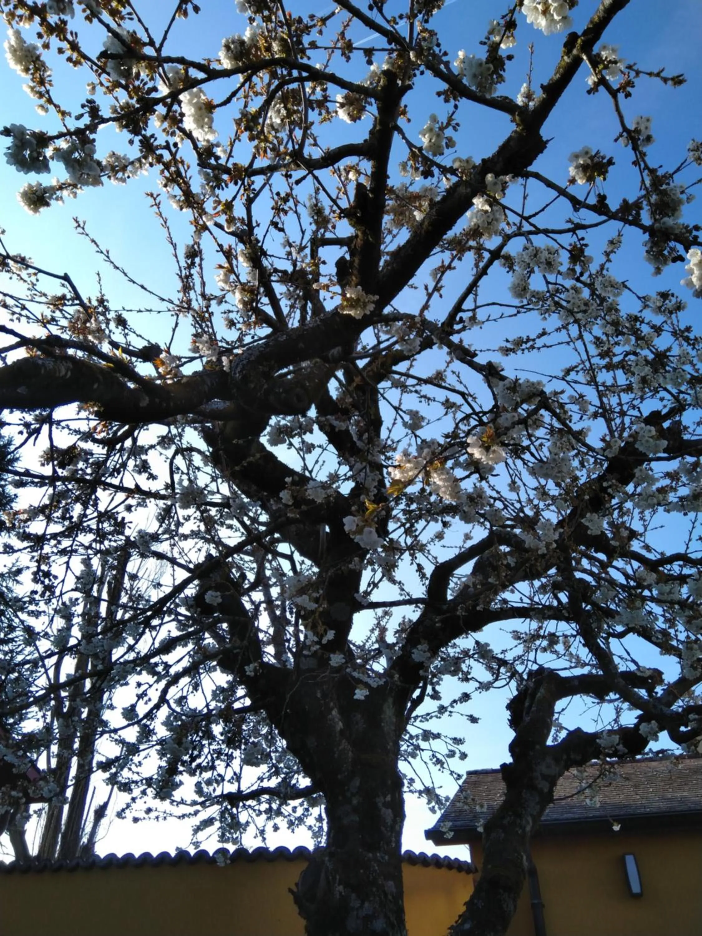 Spring in Swiss Borzoi House