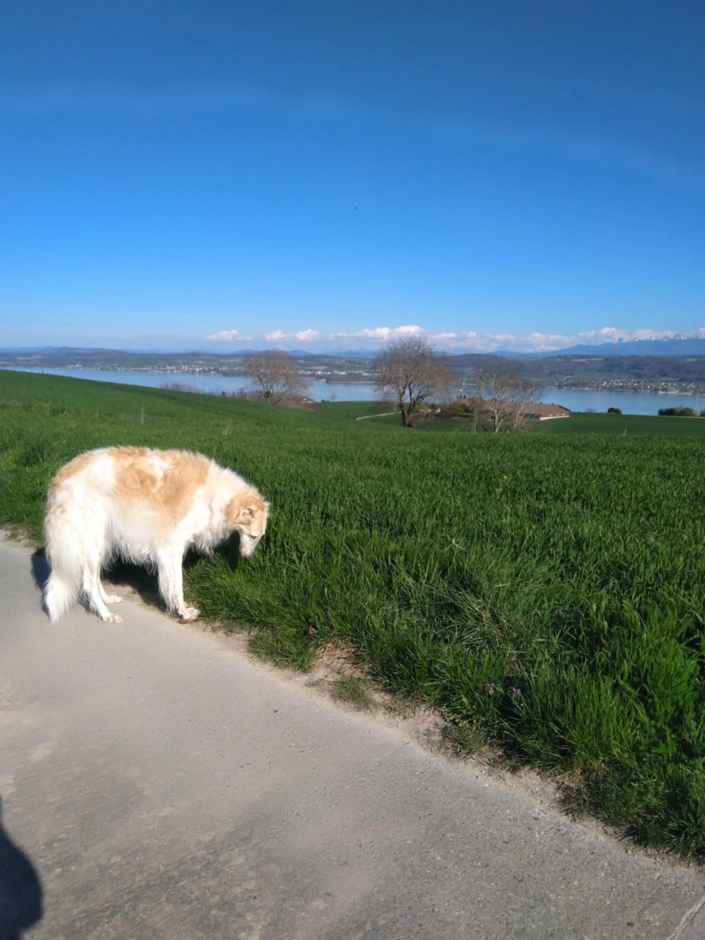 Neighbourhood in Swiss Borzoi House