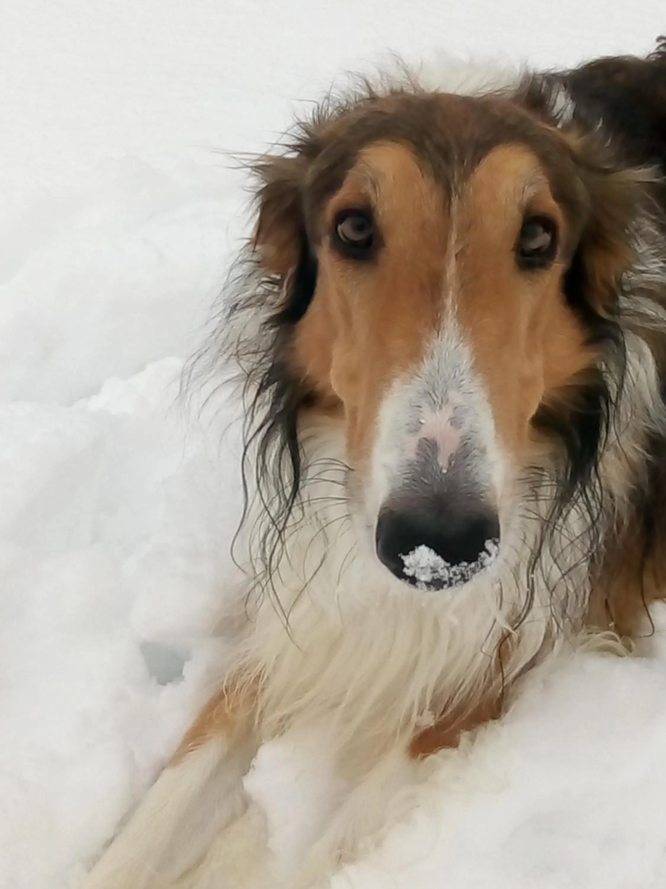 Winter in Swiss Borzoi House