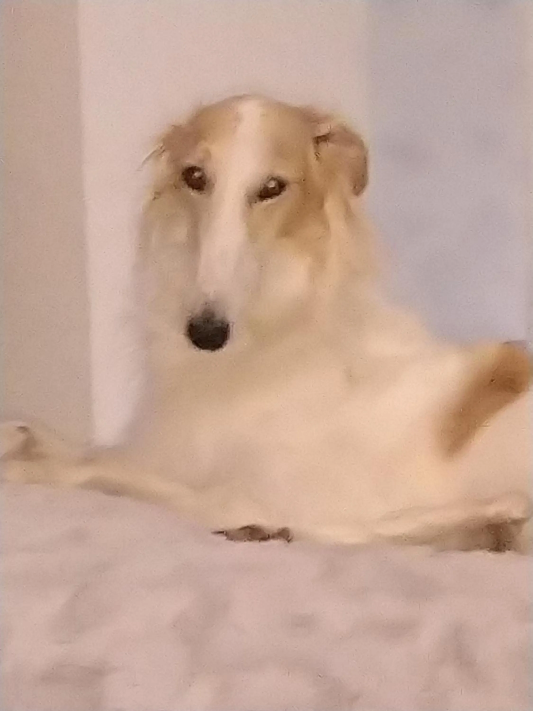 Pets in Swiss Borzoi House