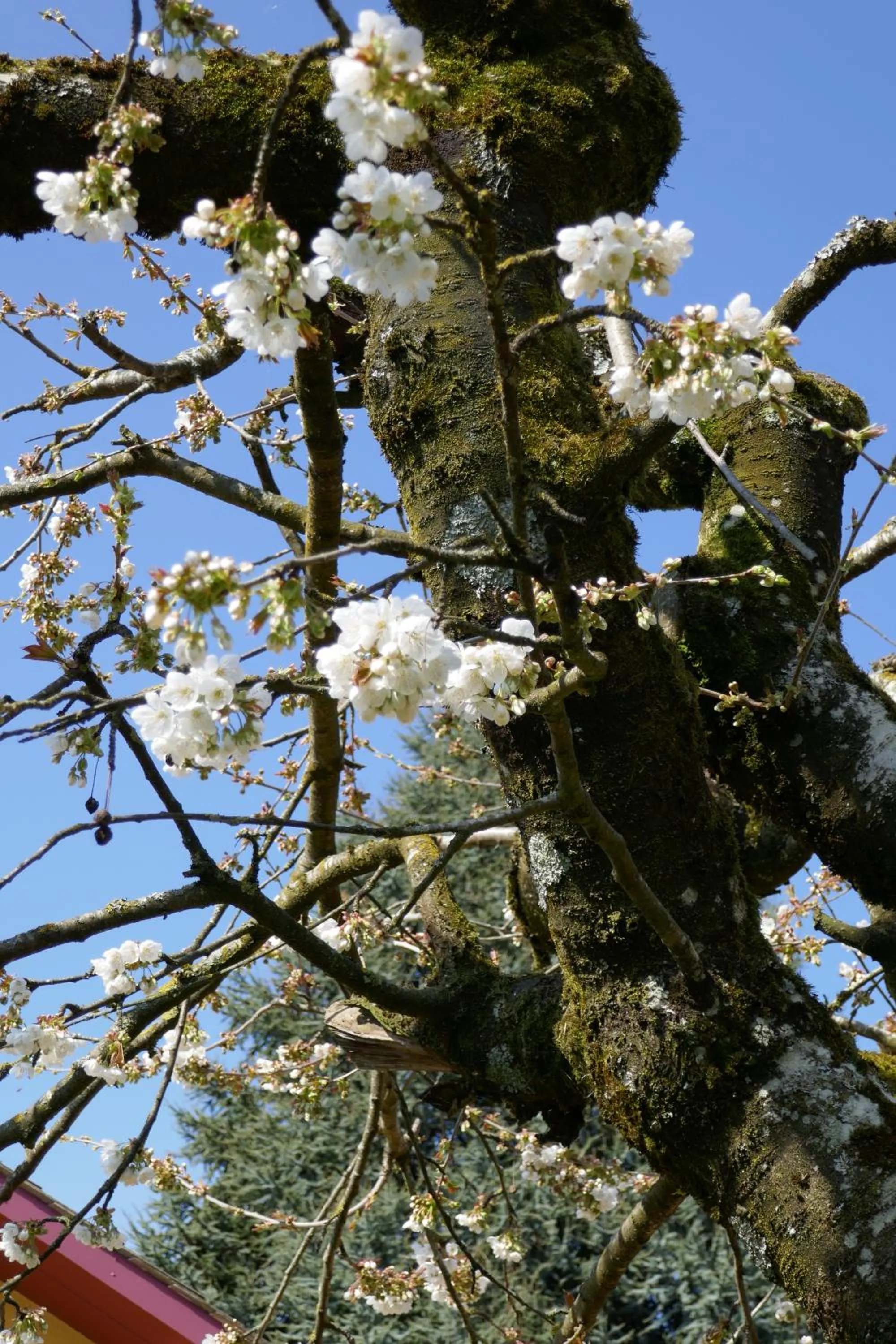 Spring in Swiss Borzoi House
