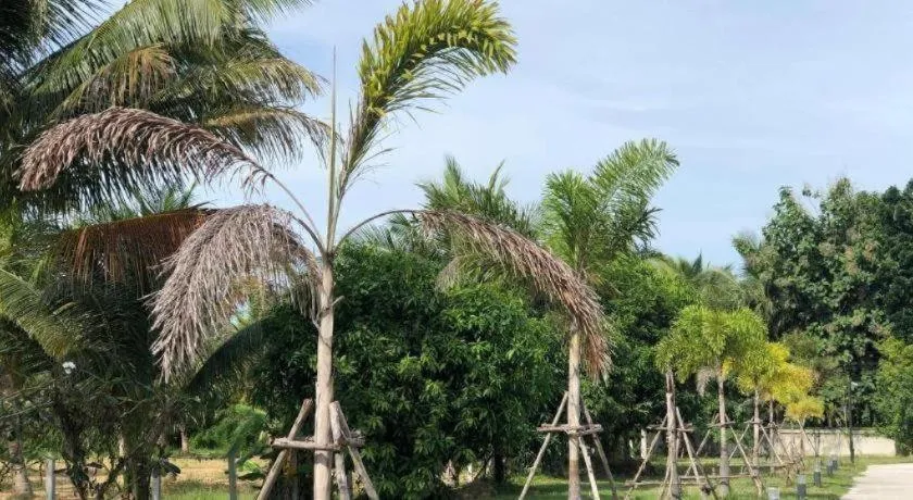 CoCo Tree Resort