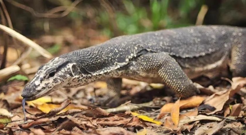 Nataasan Beach Resort and Dive Center