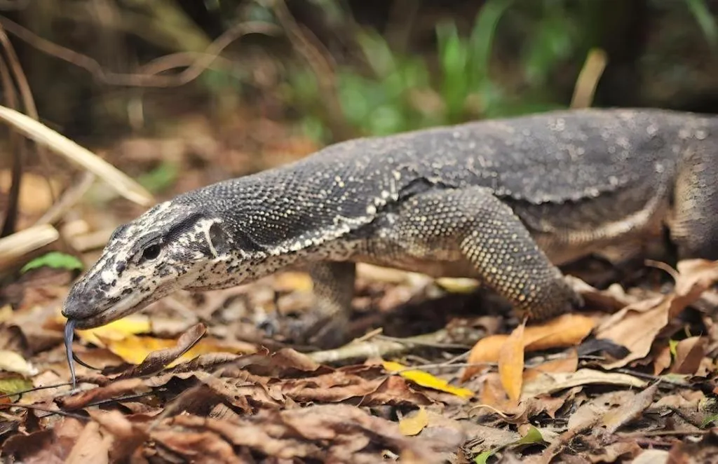 Nataasan Beach Resort and Dive Center