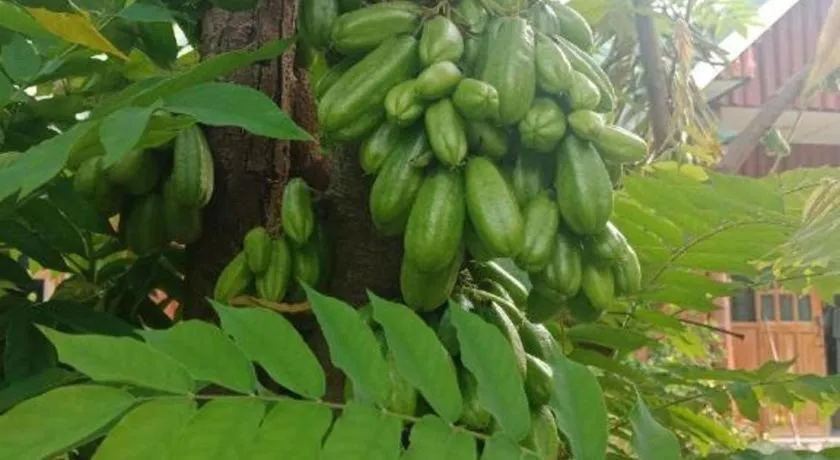 Chiangkhan Greenview Resort