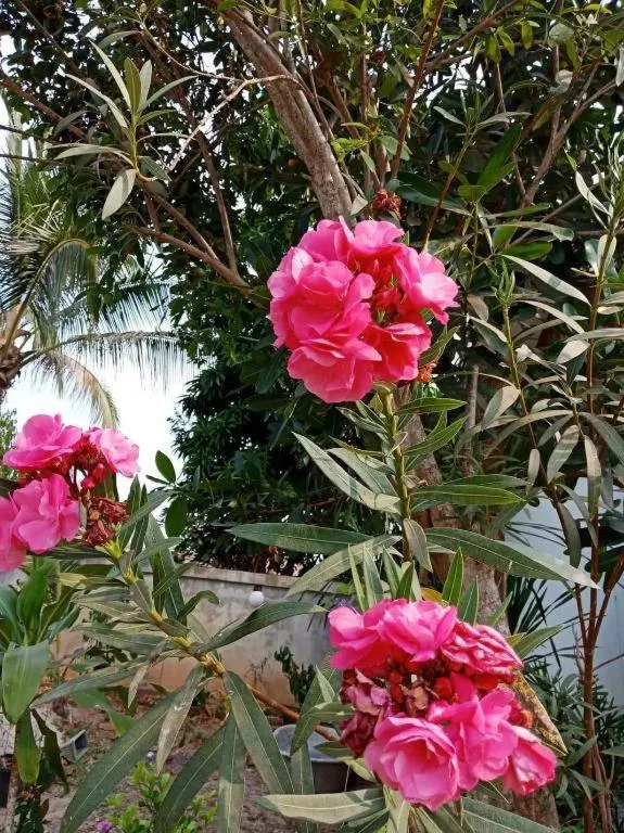 Chiangkhan Greenview Resort