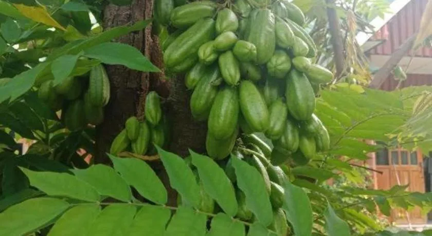 Chiangkhan Greenview Resort