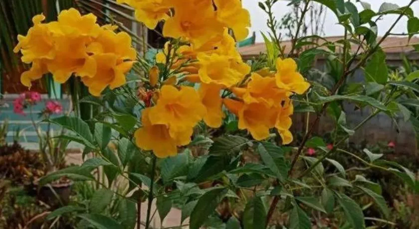 Chiangkhan Greenview Resort