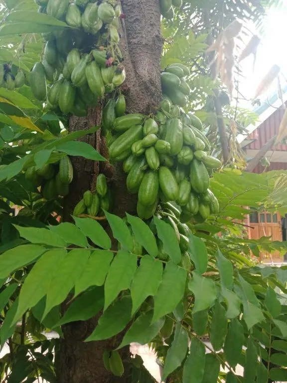 Chiangkhan Greenview Resort