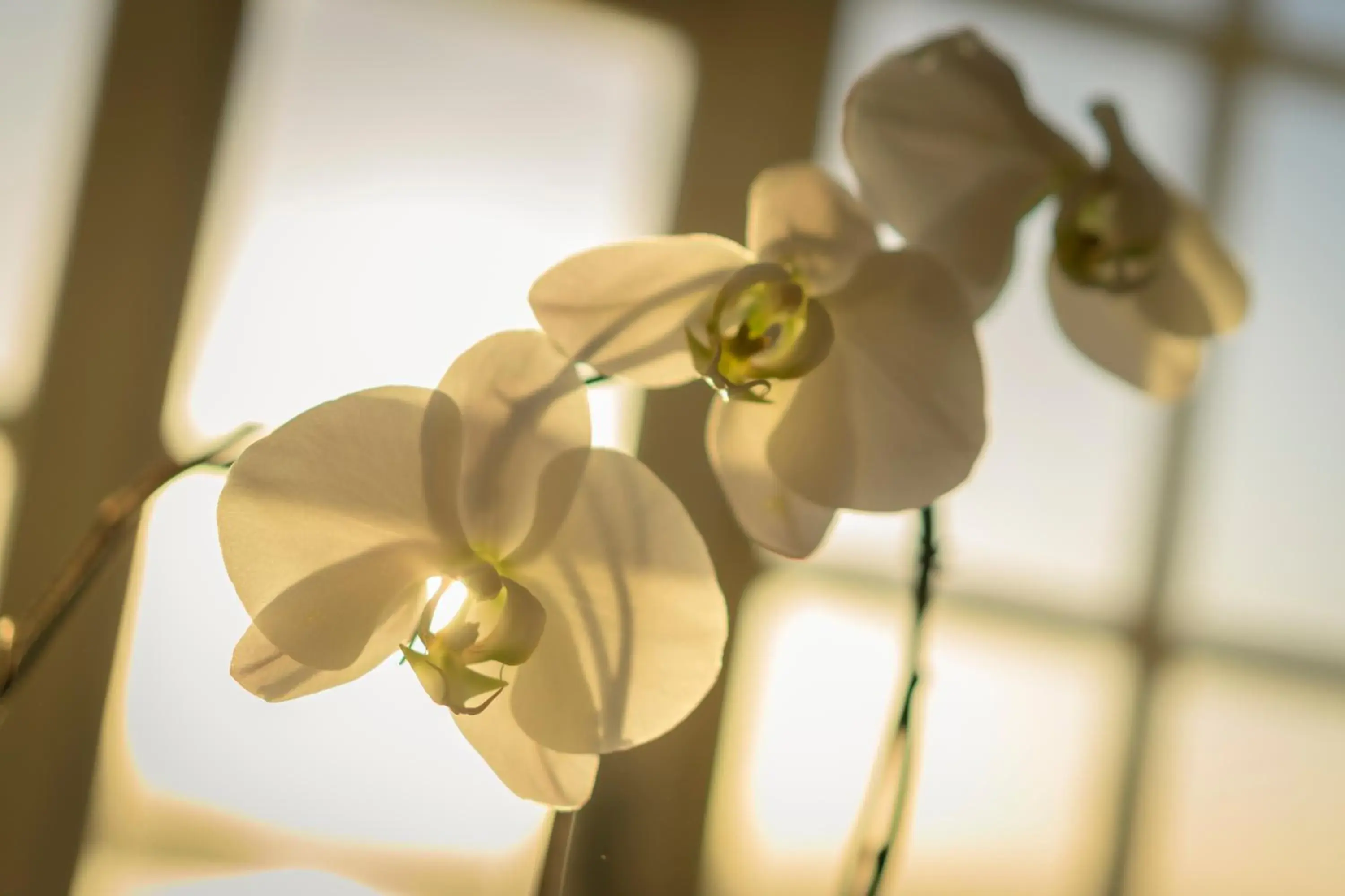 Superior Double or Twin Room in Colona Castle Superior Double or Twin Room in Colona Castle