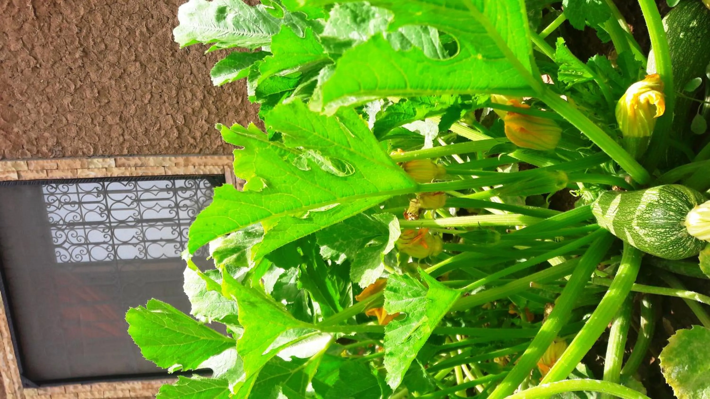 Garden in Ouirgane Ecolodge