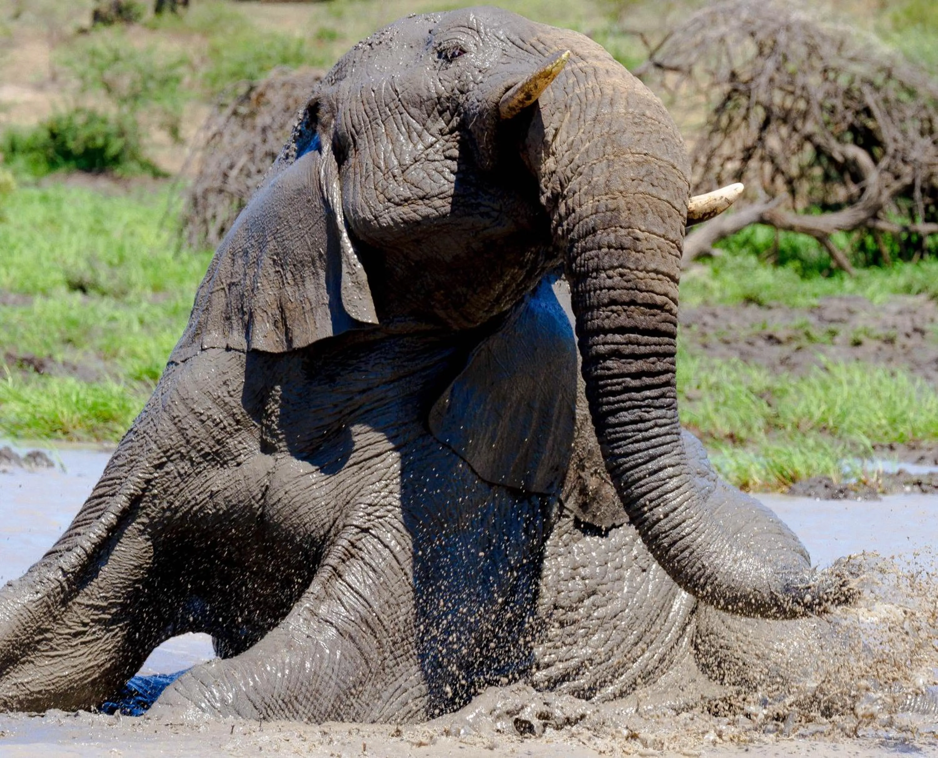 Animals in At Heritage House