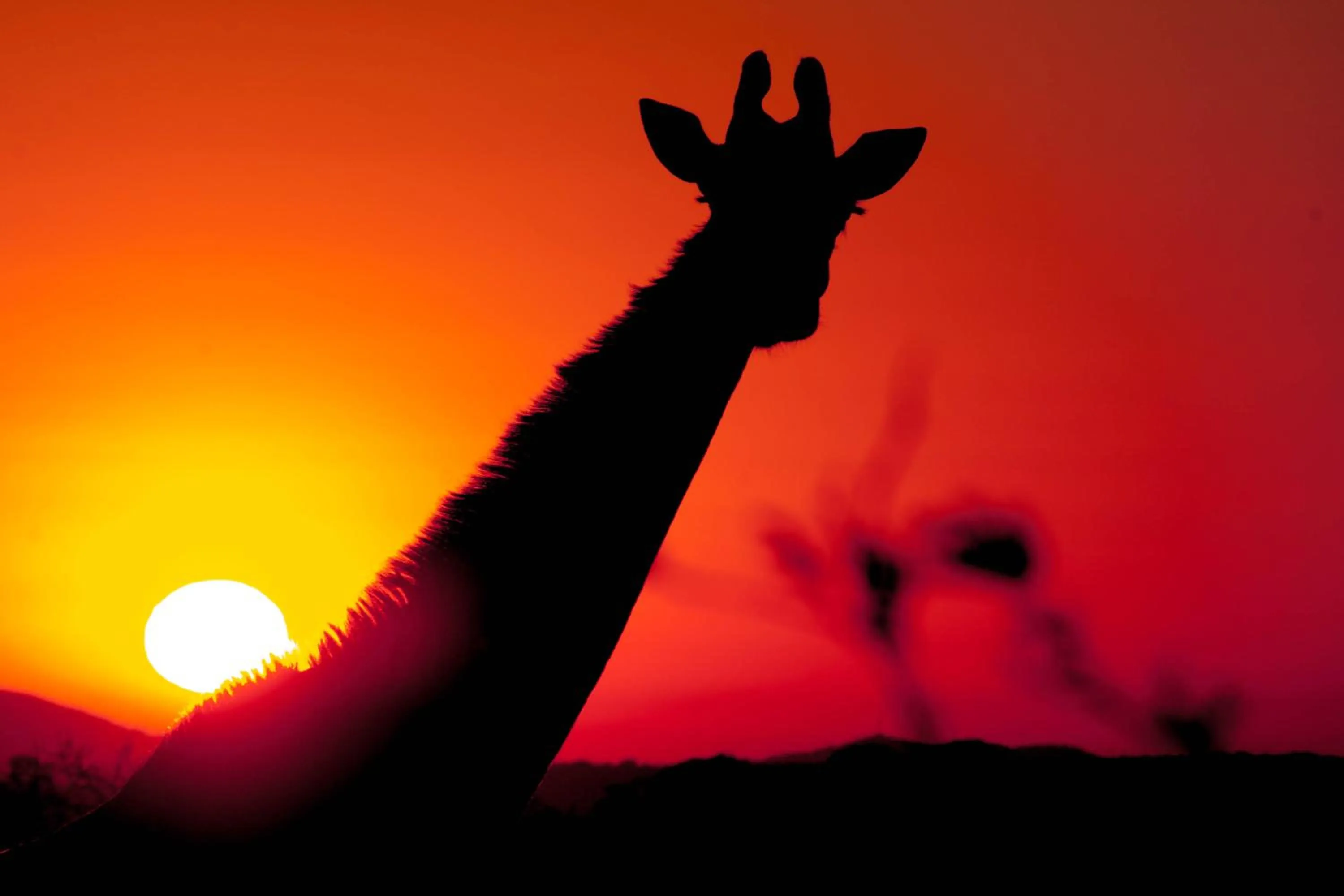 Animals in At Heritage House