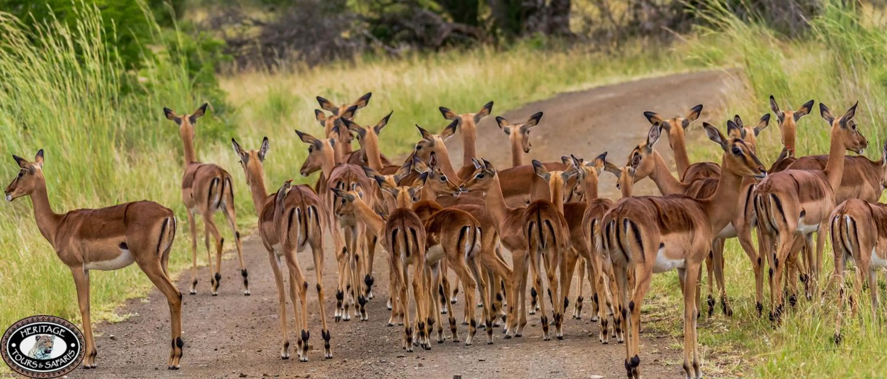 Animals in At Heritage House