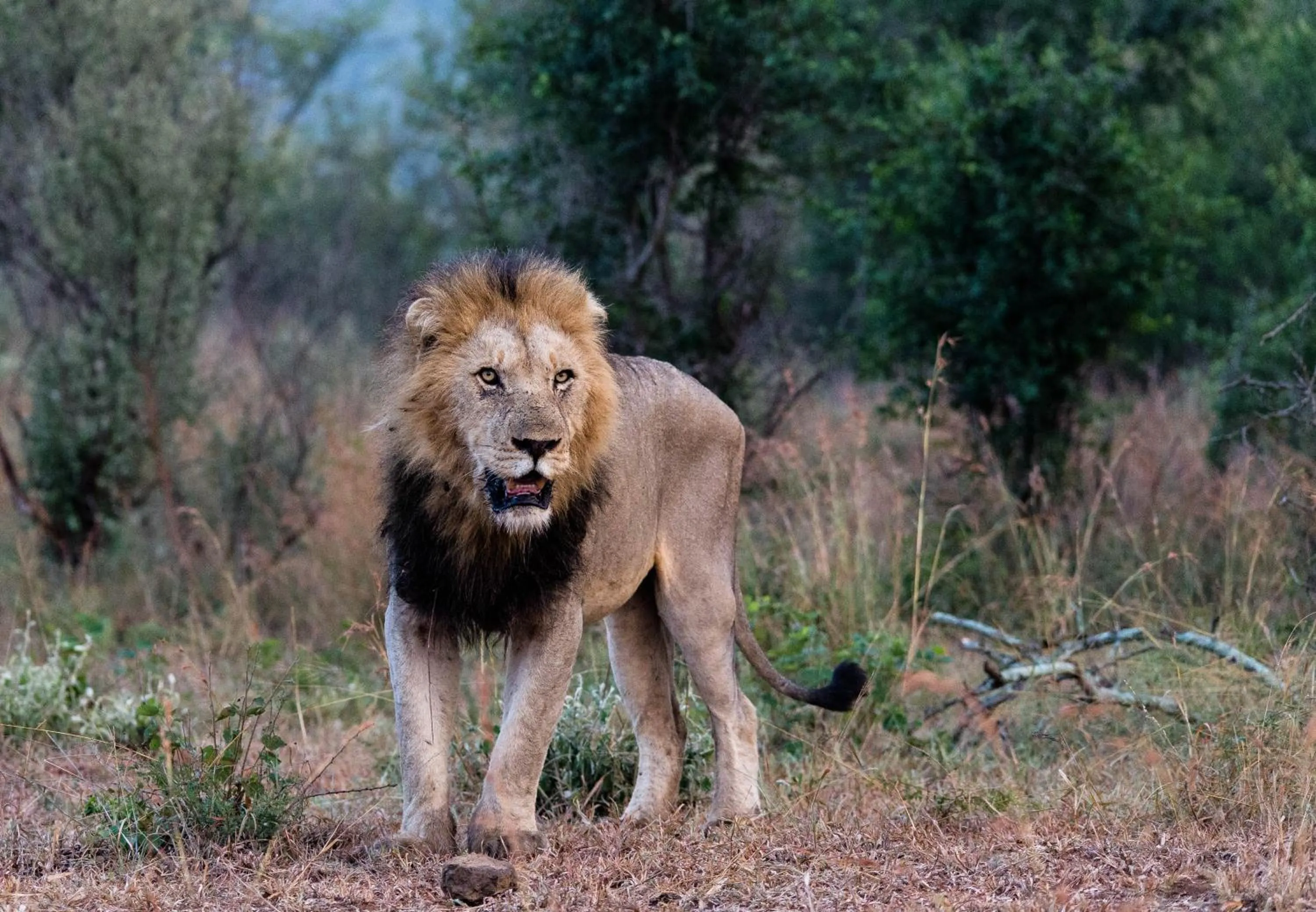 Animals in At Heritage House