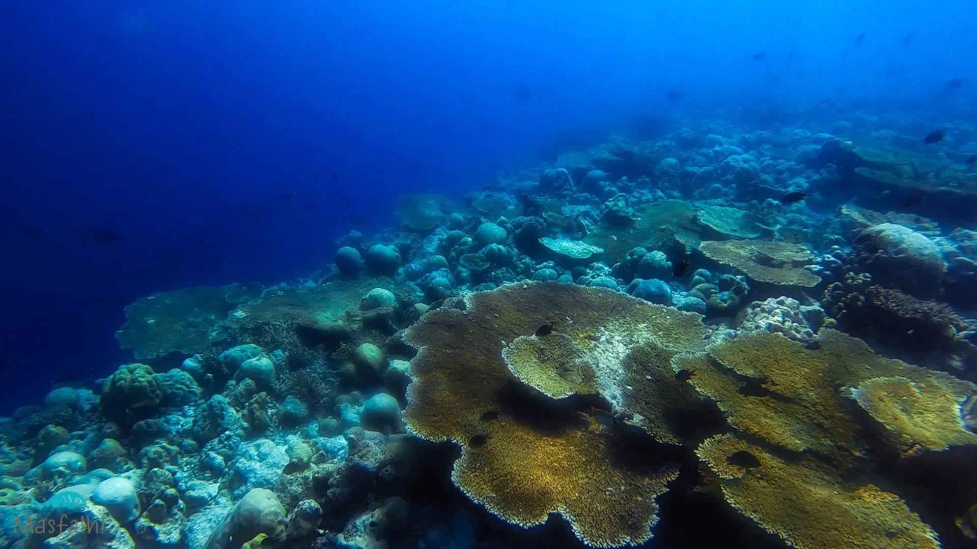 Activities in Masfalhi View Inn