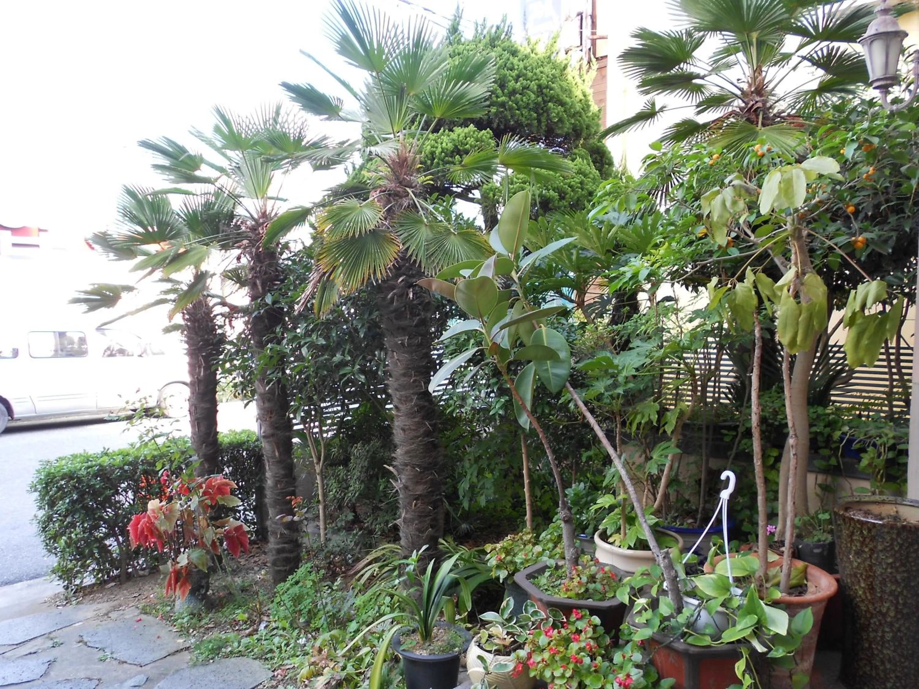 Garden in Charmant Hotel