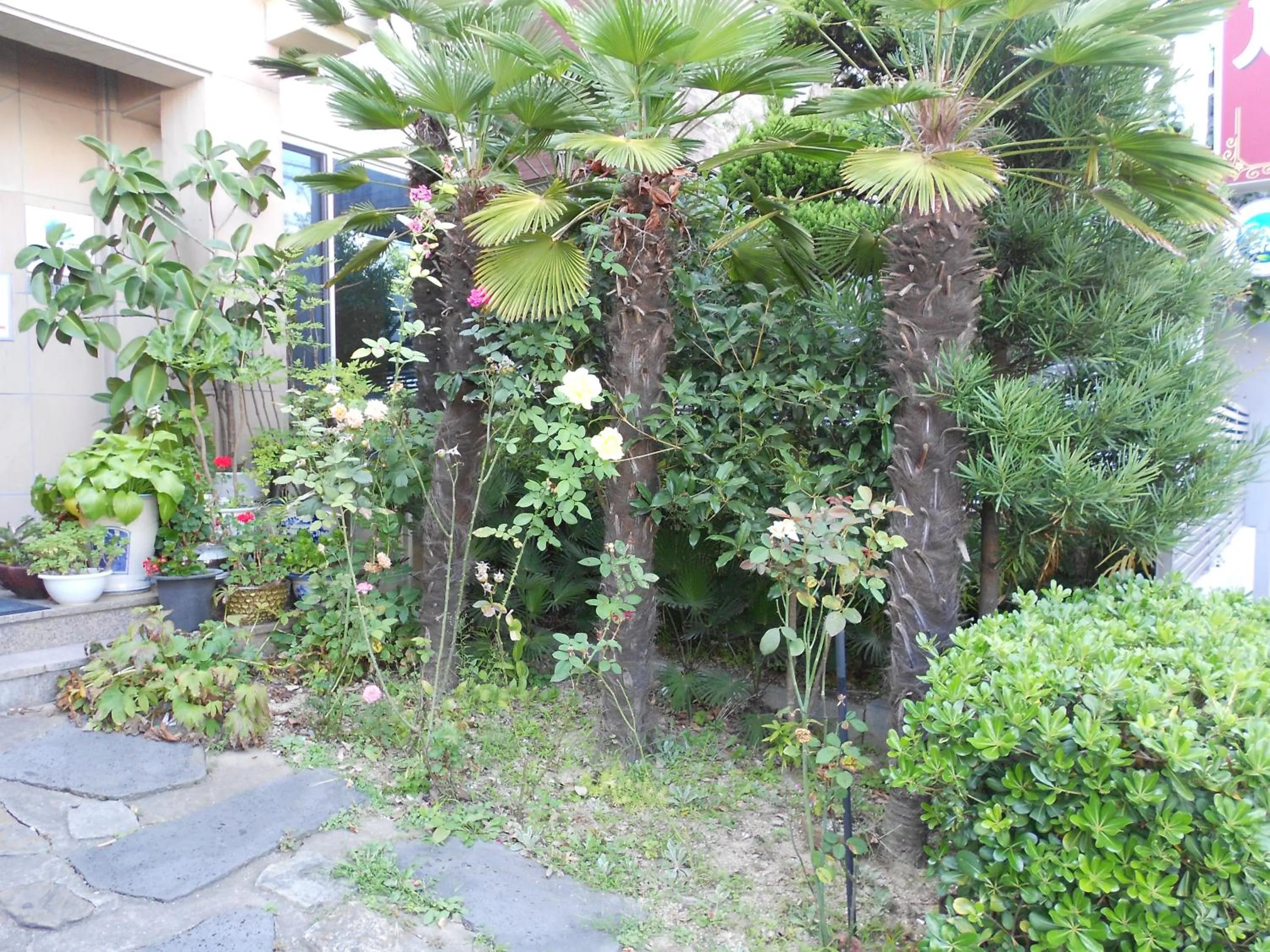 Garden in Charmant Hotel