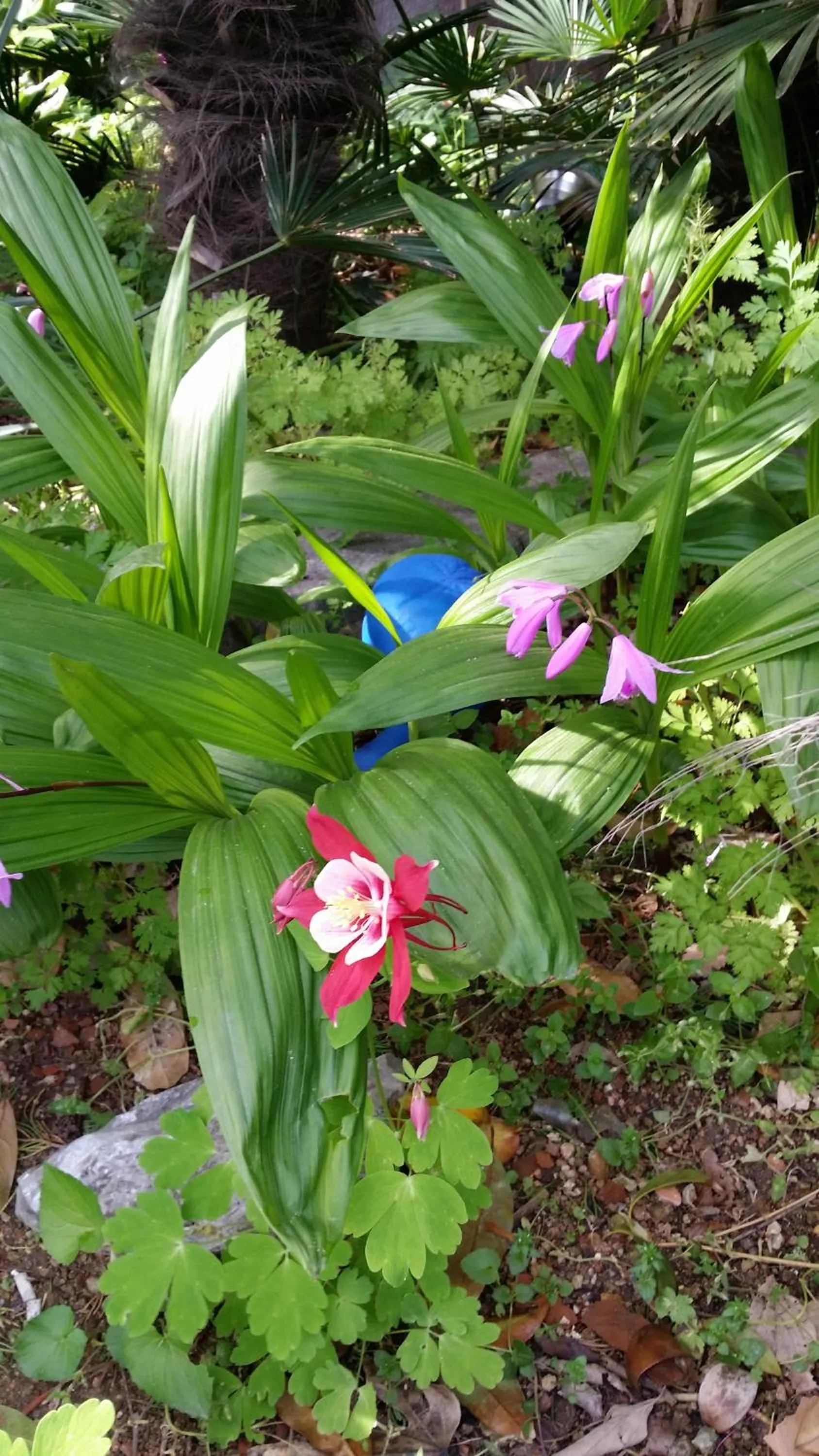 Garden in Charmant Hotel