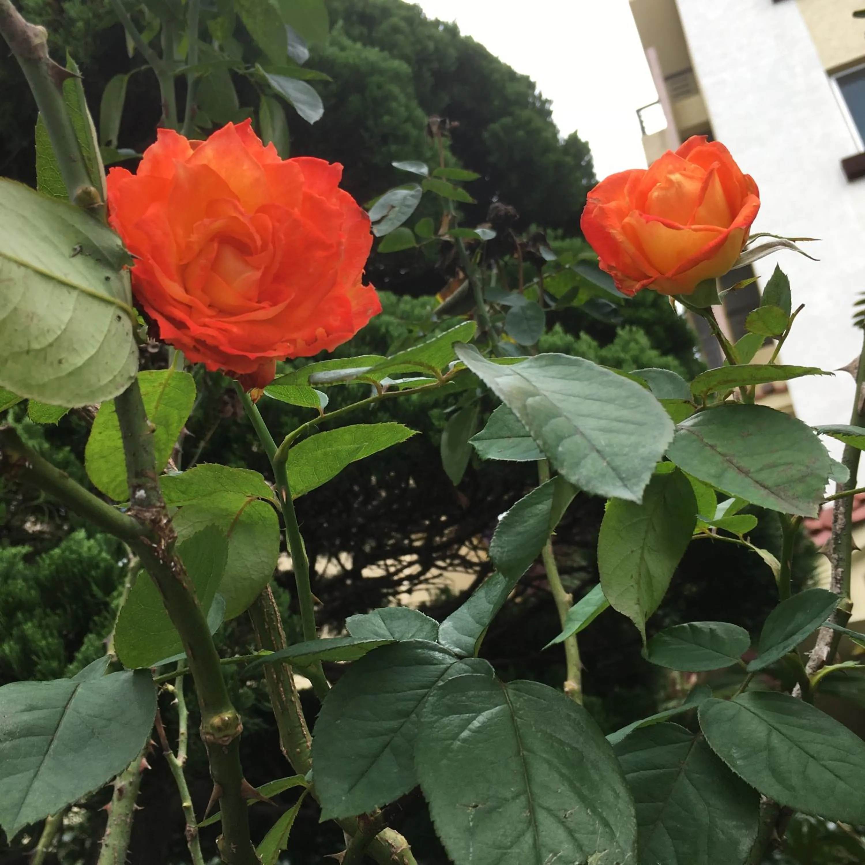 Garden in Charmant Hotel