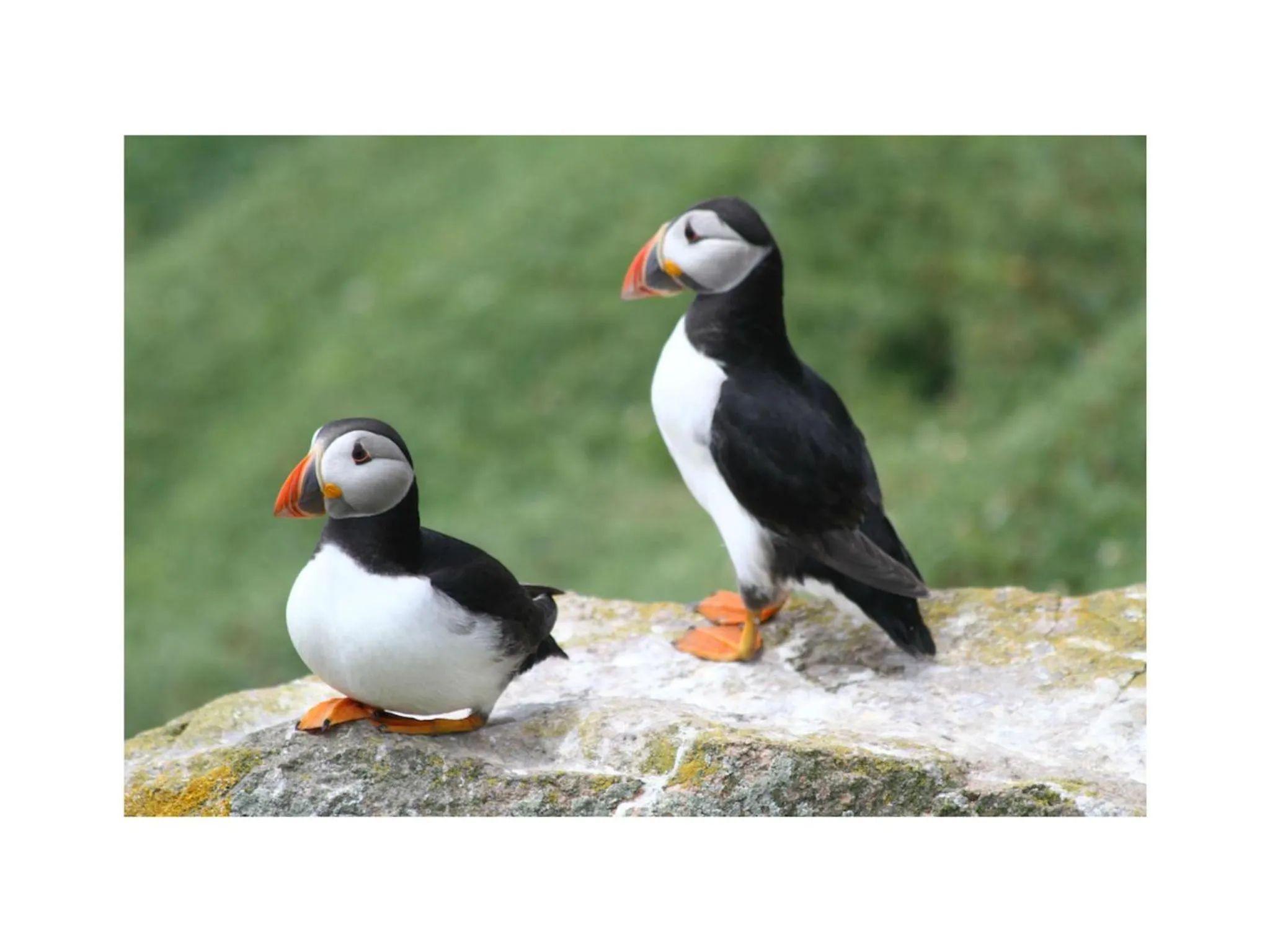 Animals in Ambrose Mews B&B