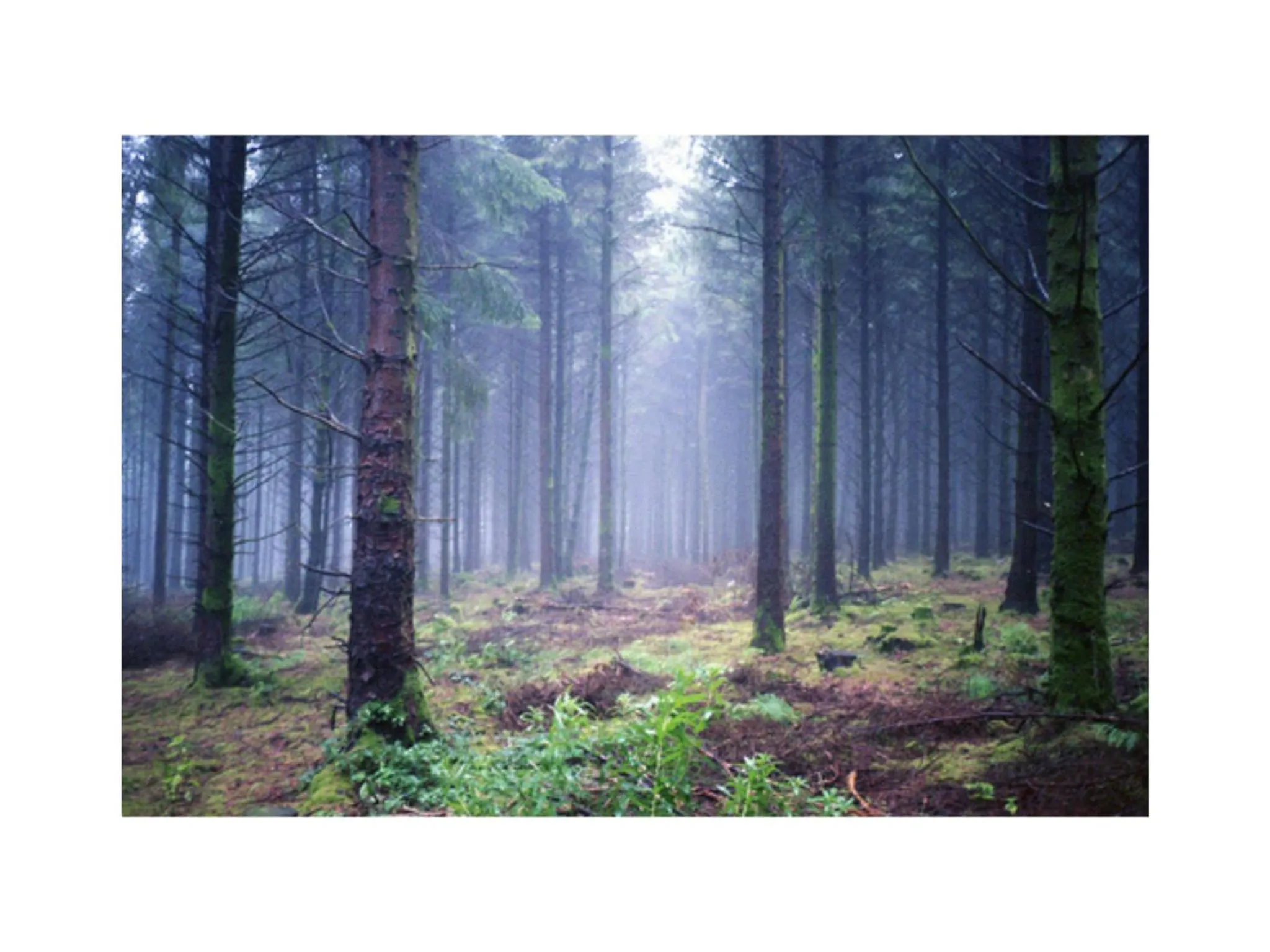 Natural landscape in Ambrose Mews B&B