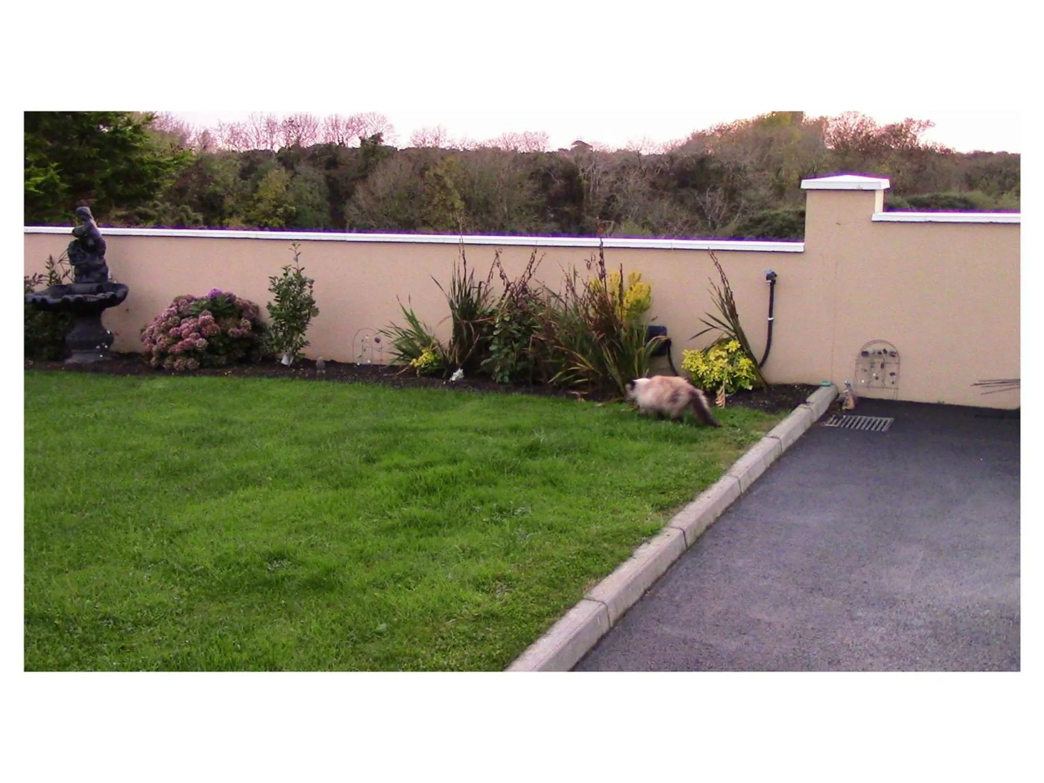 Garden in Ambrose Mews B&B