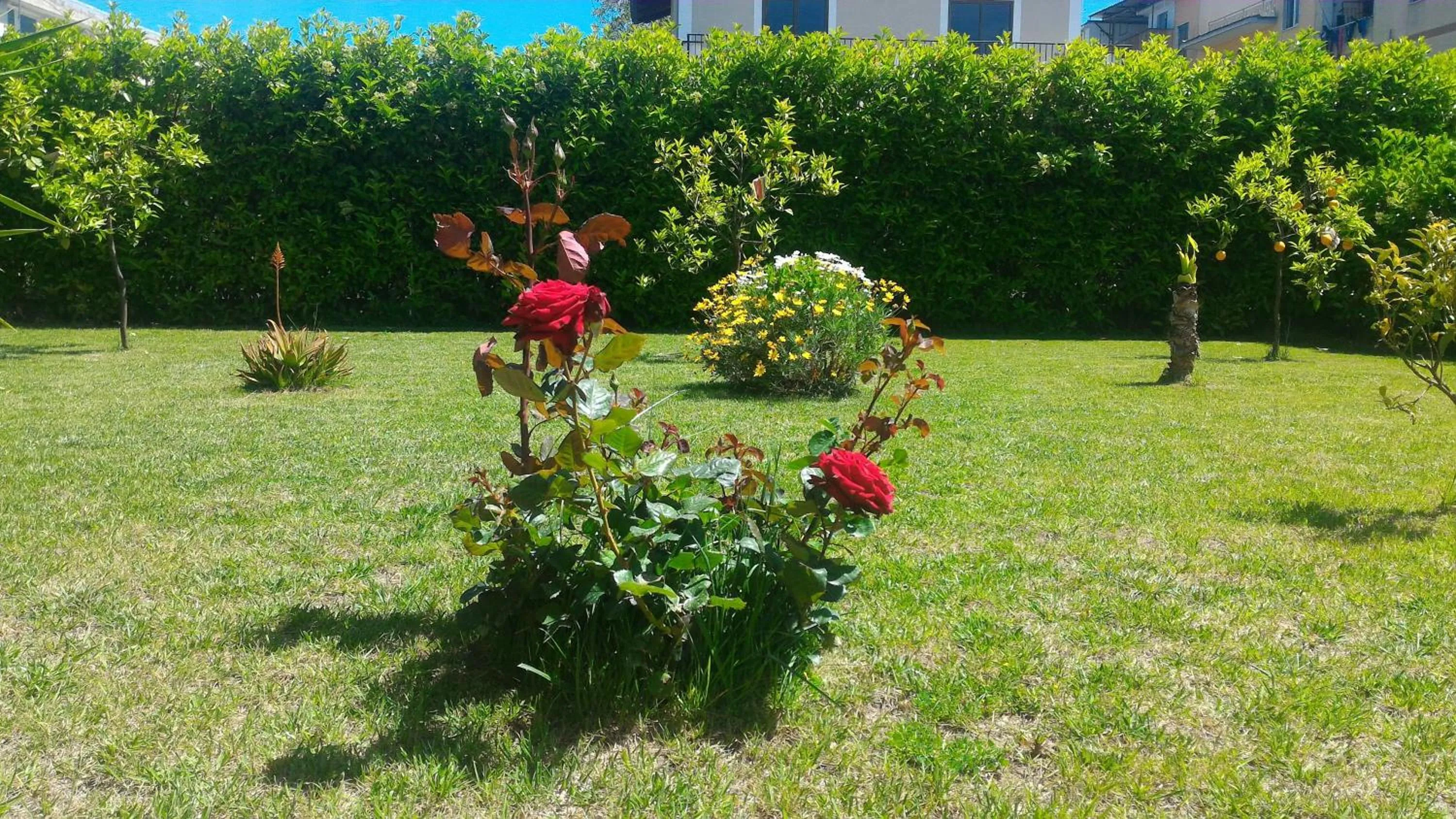 Garden in B&B Villa Rosa