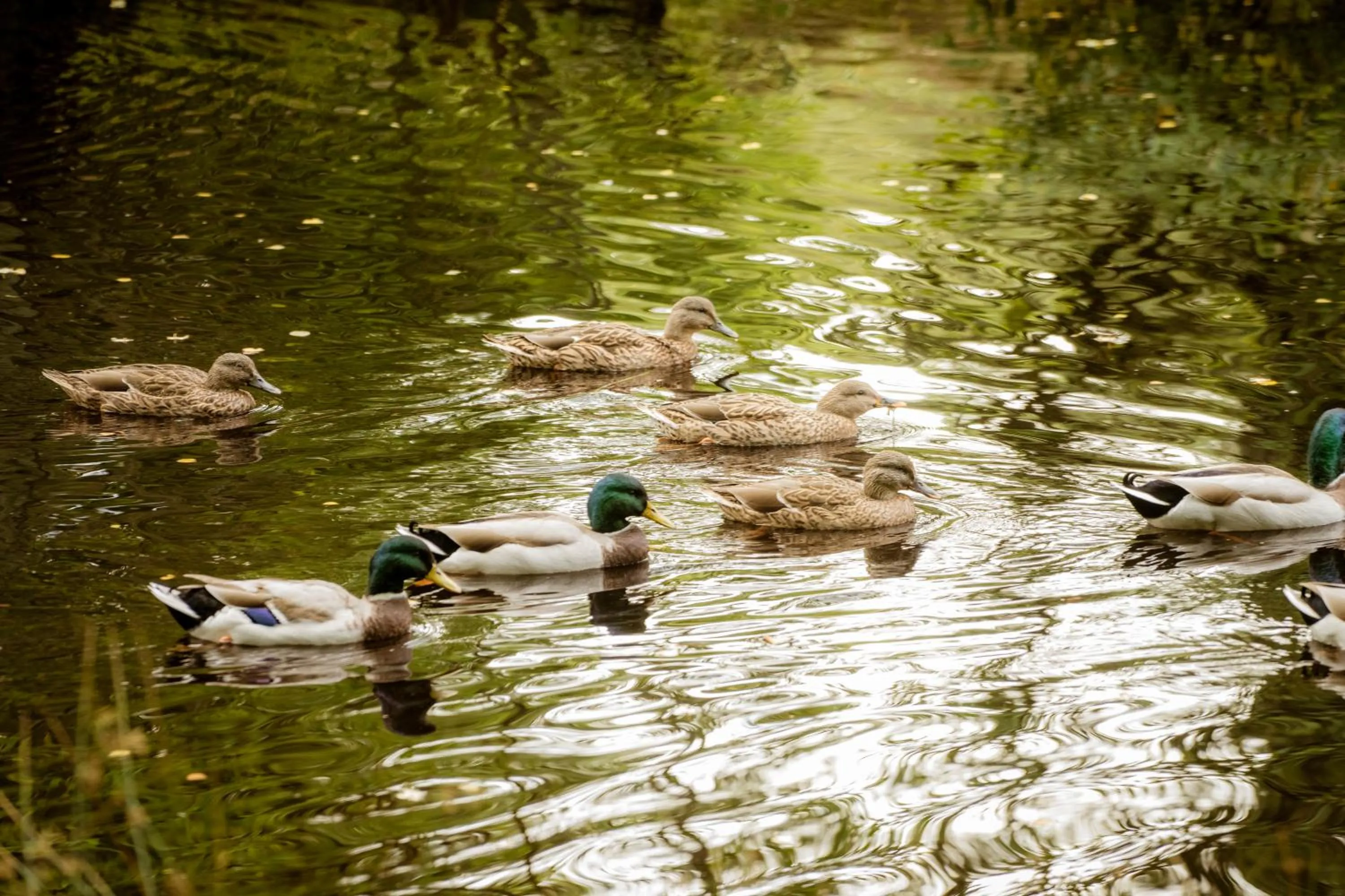 Lake view in Macdonald Lochanhully Resort