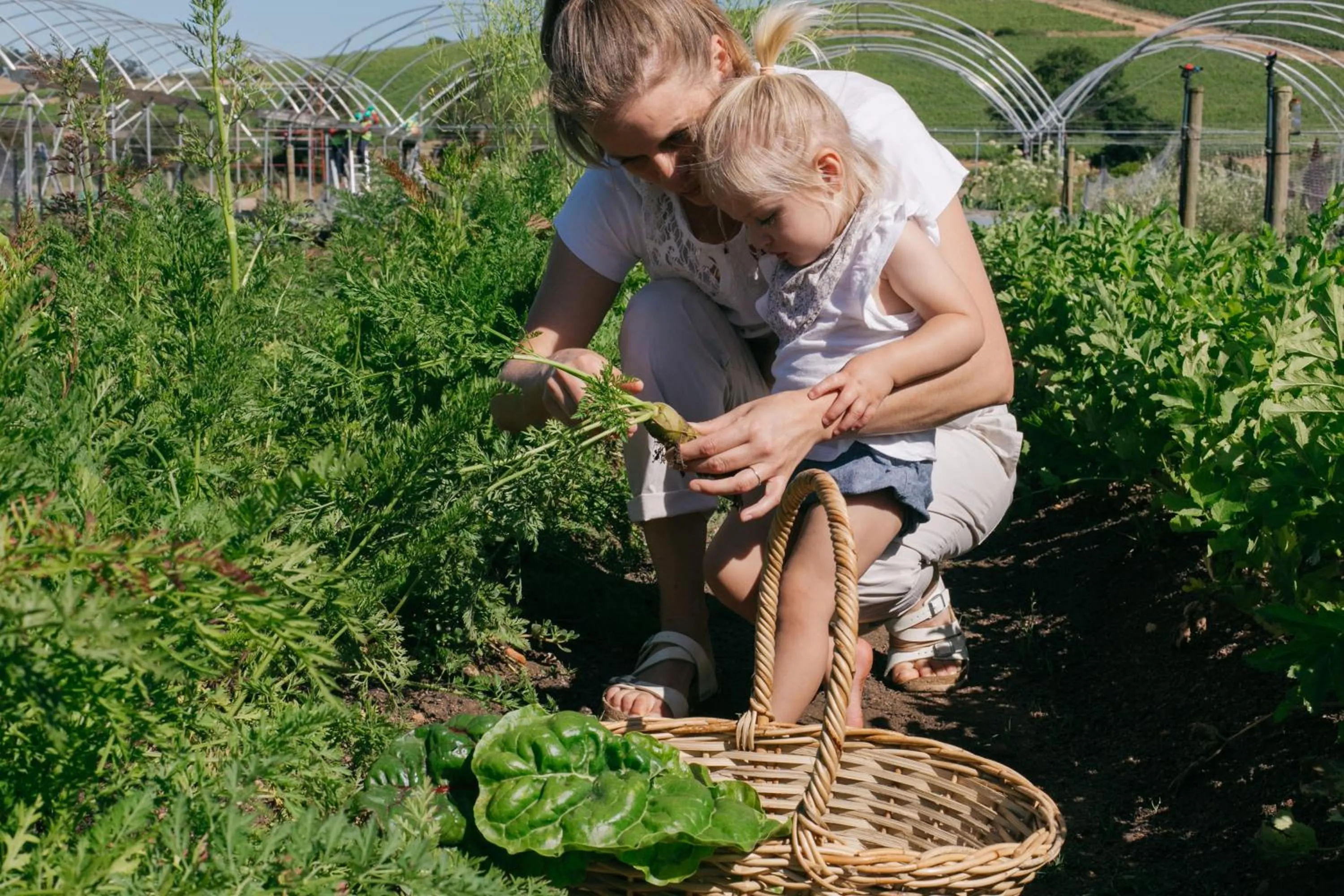 Garden in Spier Hotel and Wine Farm