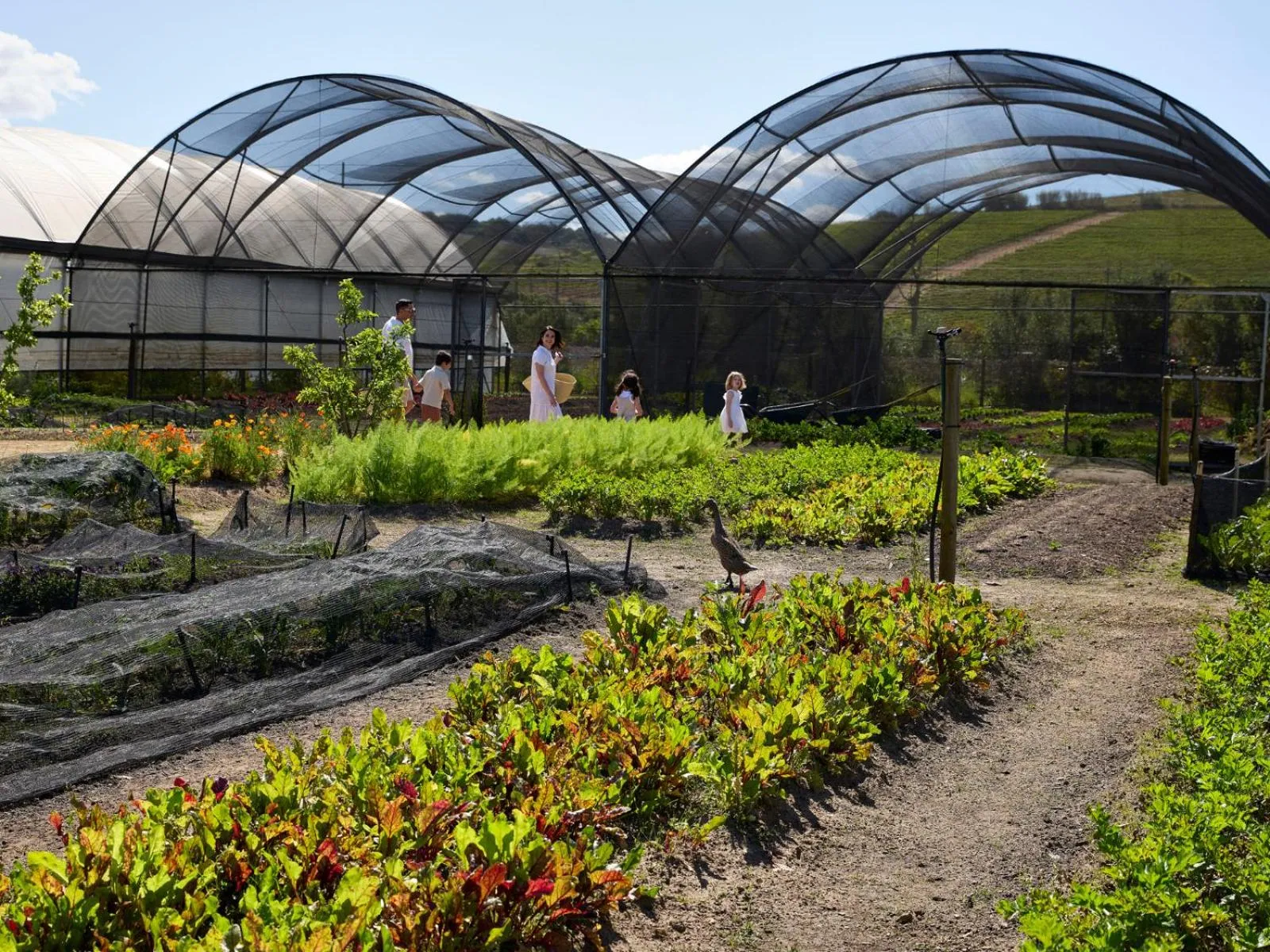 Activities in Spier Hotel and Wine Farm