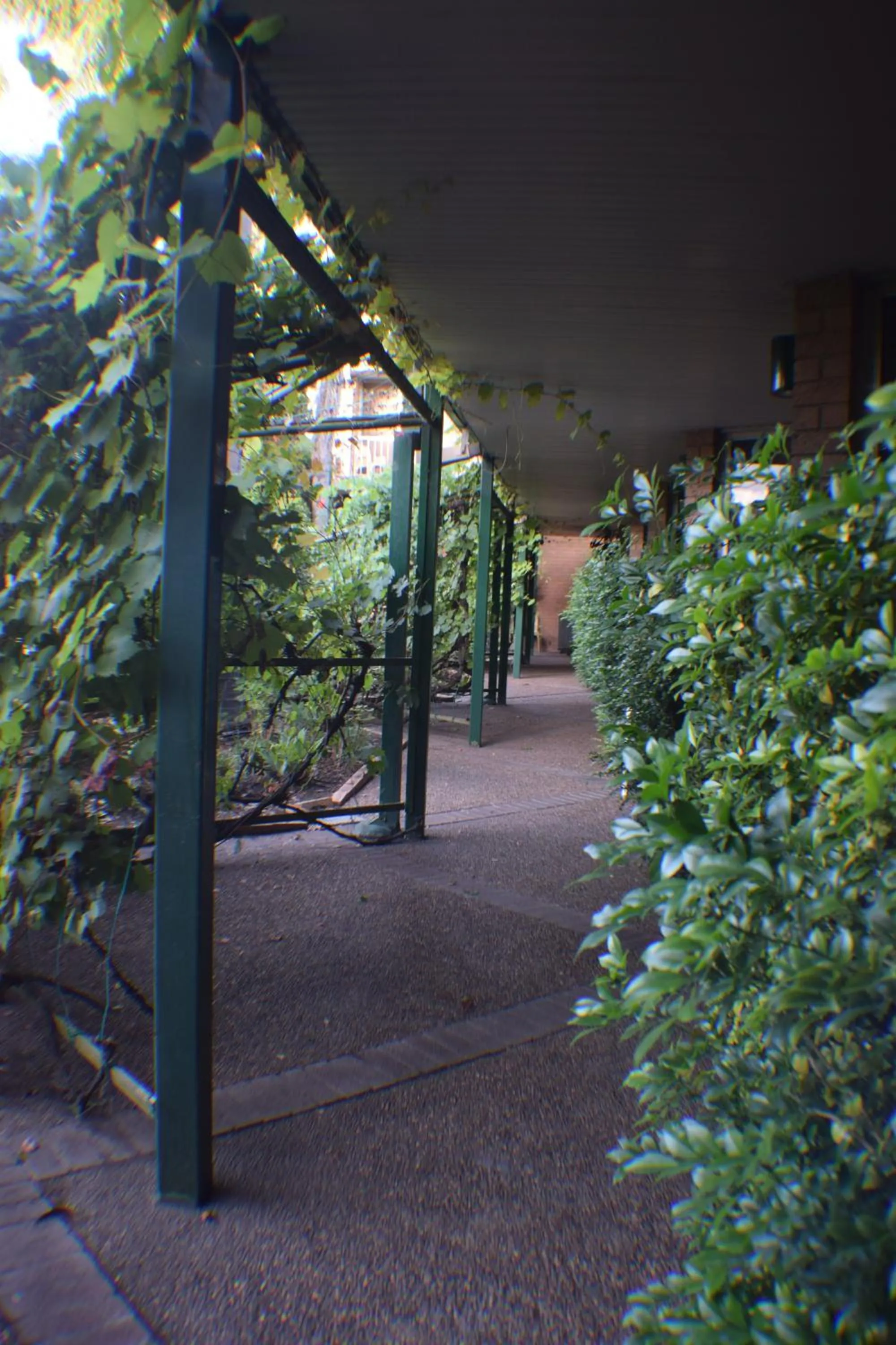 Garden in John Hunter Motel Muswellbrook