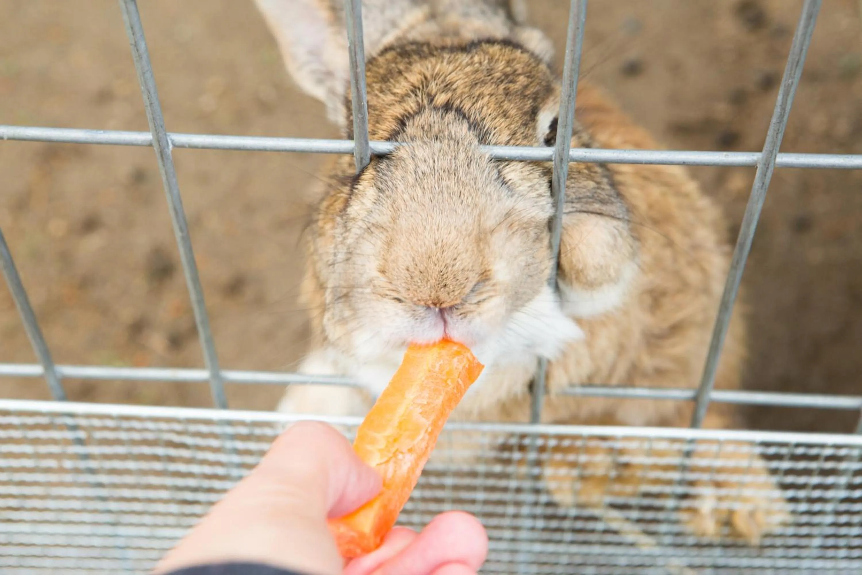 Pets in Kensington Resort Gapyeong